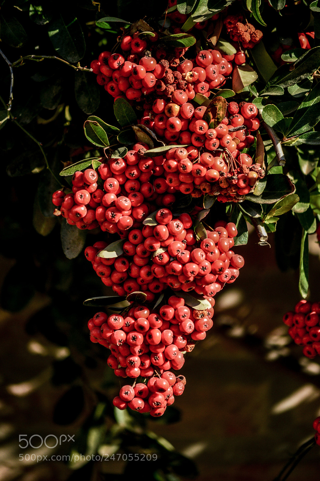 Nikon D3200 sample photo. Crataegus photography