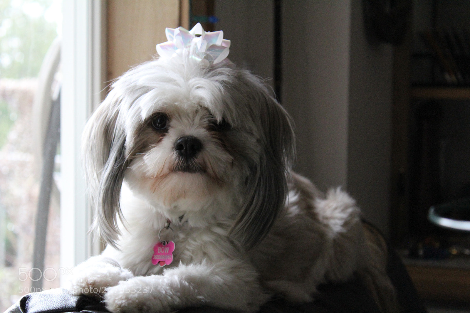Canon EOS 1200D (EOS Rebel T5 / EOS Kiss X70 / EOS Hi) sample photo. A bow on bow photography