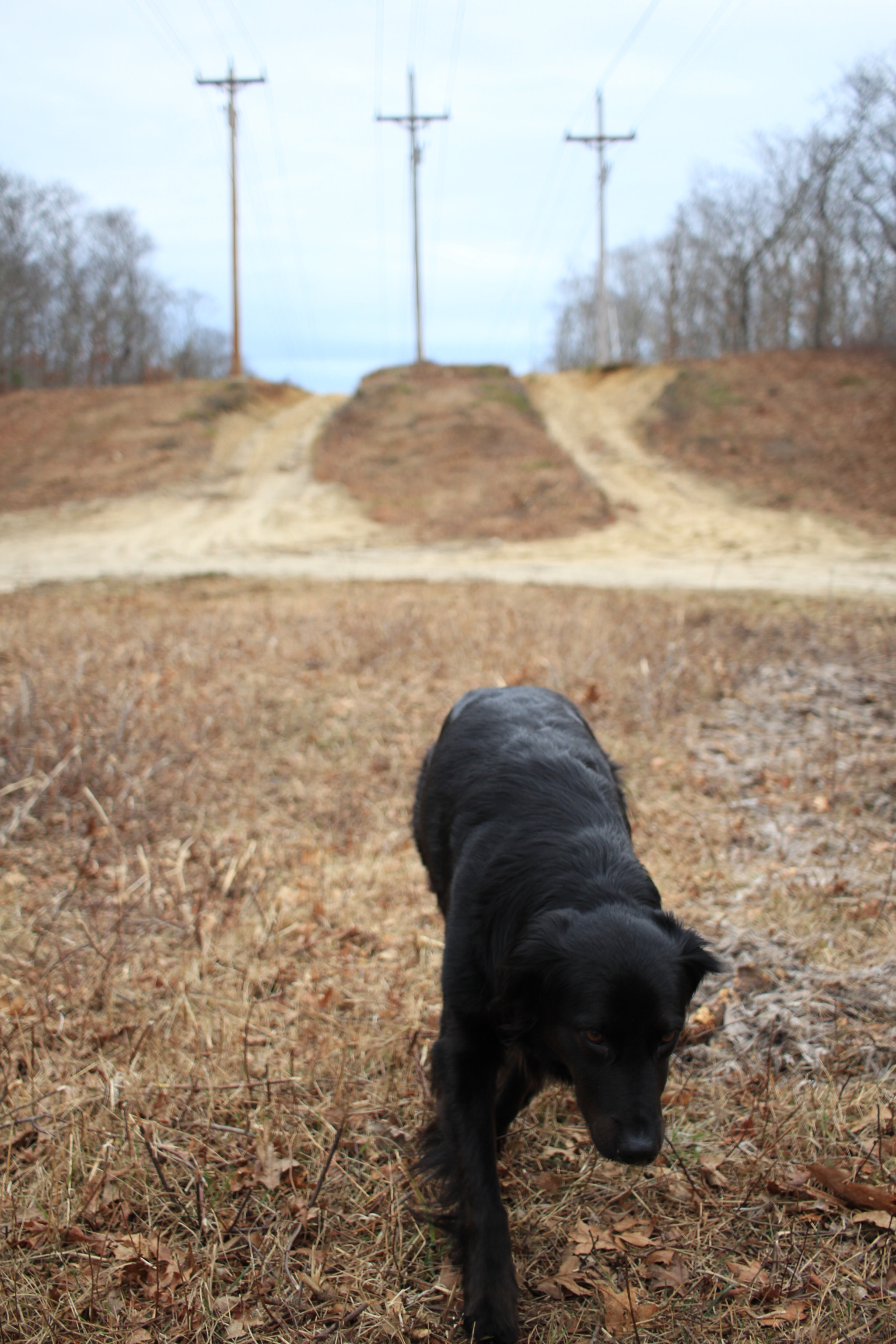 Canon EF-S 24mm F2.8 STM sample photo. Winter and the wolves photography