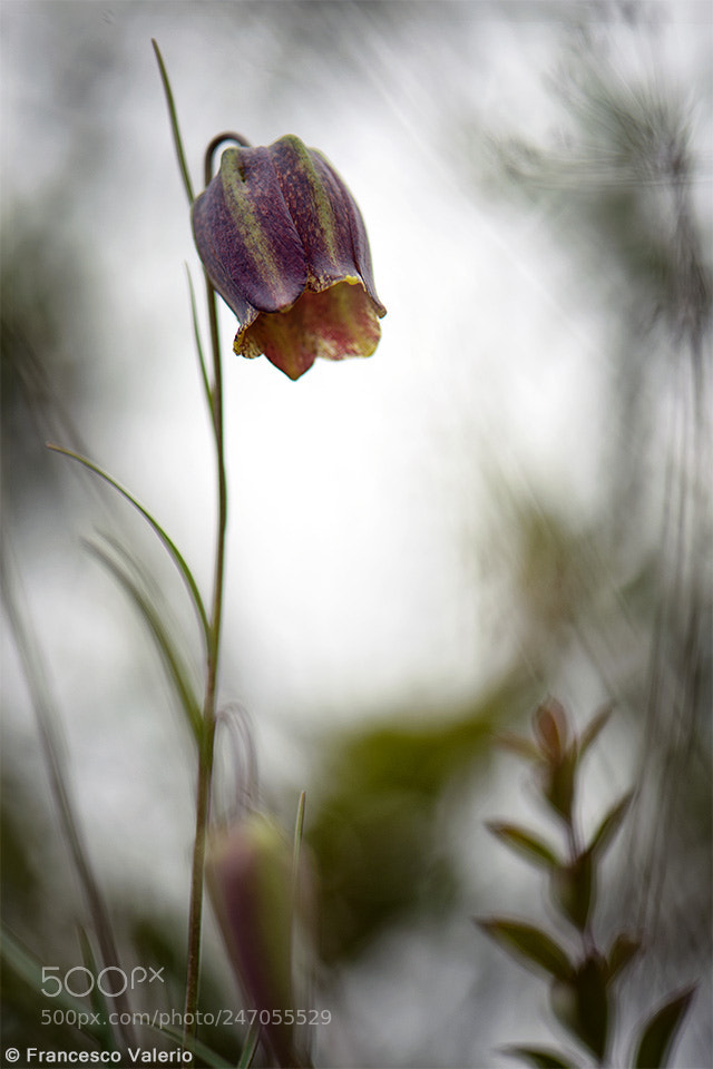Nikon D800 sample photo. © francesco valerio photography
