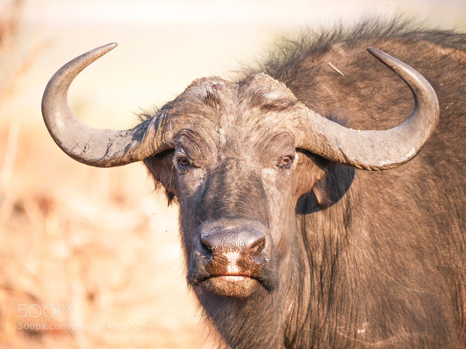 Panasonic DMC-G70 sample photo. Buffalo in morning light photography