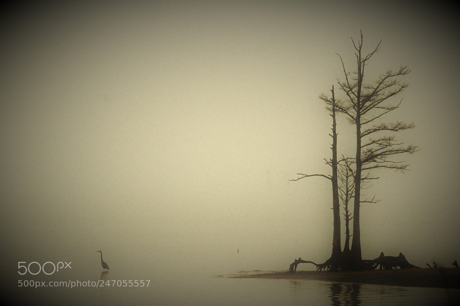 Canon EOS 1200D (EOS Rebel T5 / EOS Kiss X70 / EOS Hi) sample photo. Morning fog photography