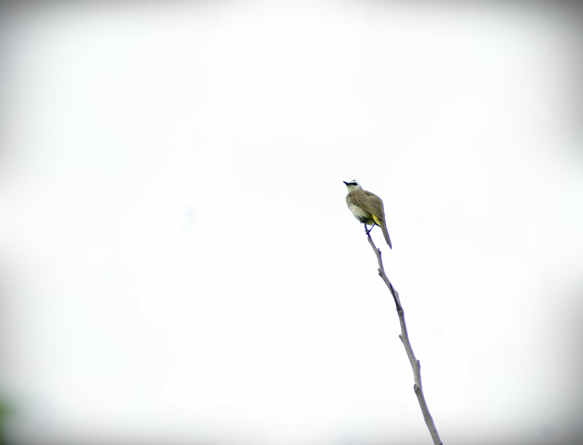 Nikon AF Nikkor 70-300mm F4-5.6G sample photo. Vision of hope... photography