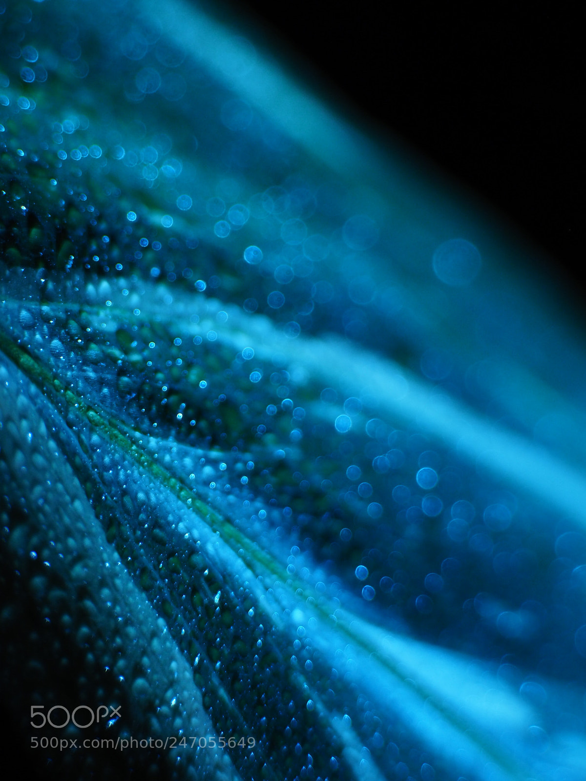Olympus OM-D E-M10 II sample photo. Blatt photography