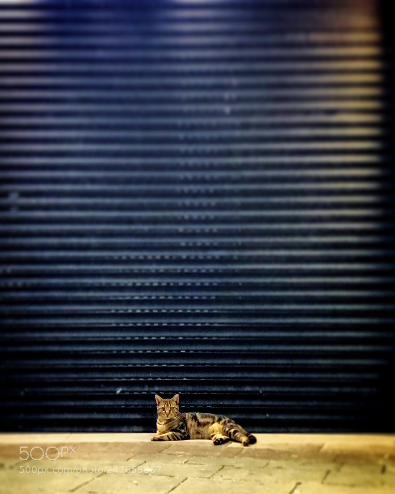 Apple iPhone 7 Plus sample photo. Untitled photography
