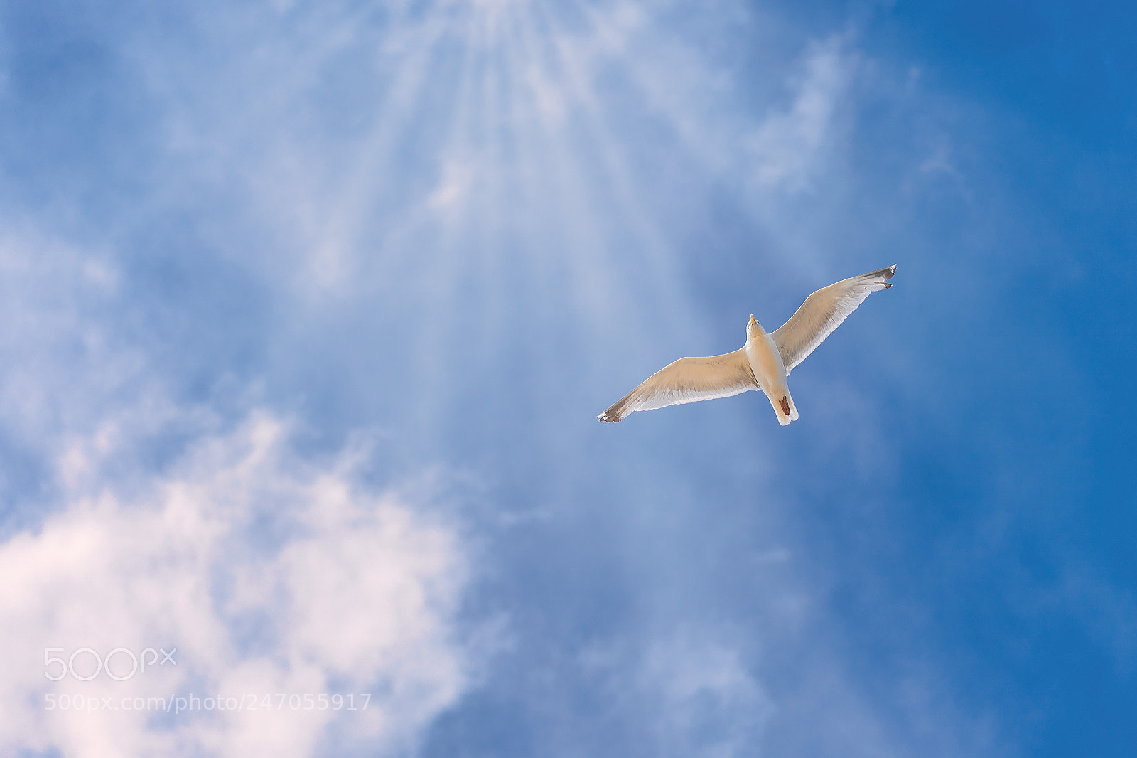 Sony a9 sample photo. Sonnenschein photography