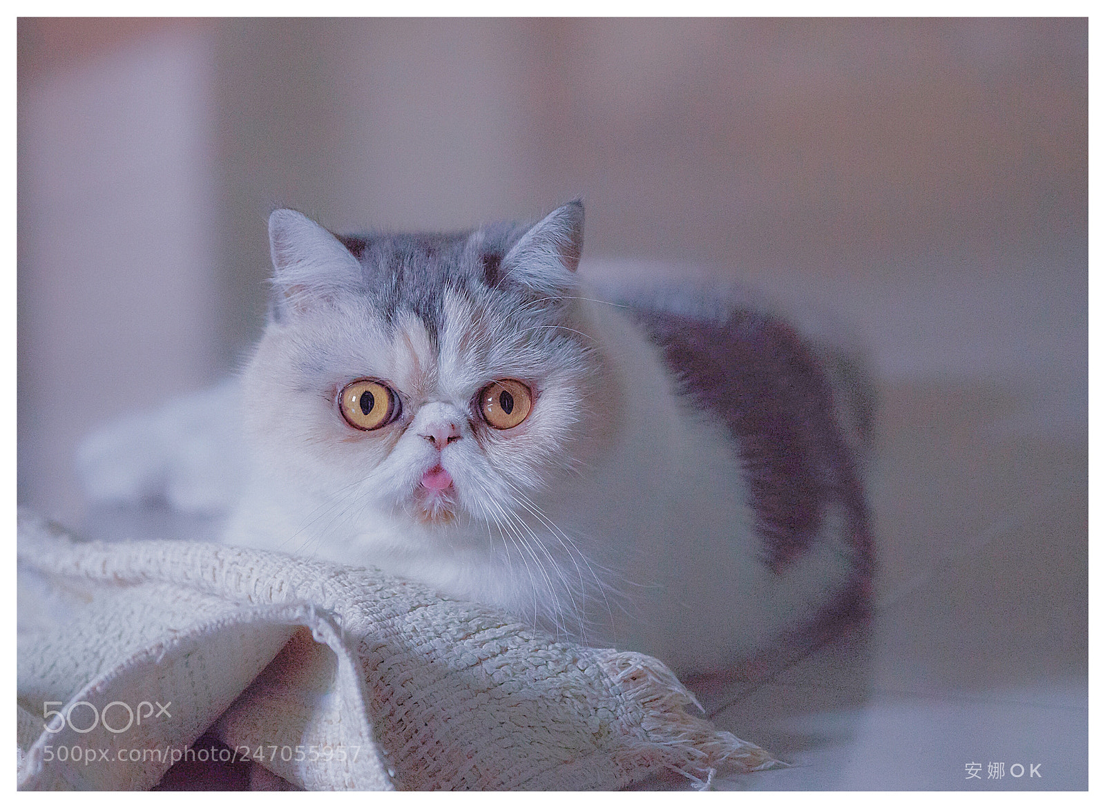 Sony a7R II sample photo. Untitled photography