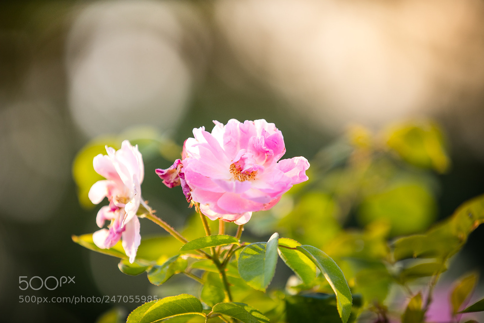 Canon EOS 5DS R sample photo. I am ready for photography