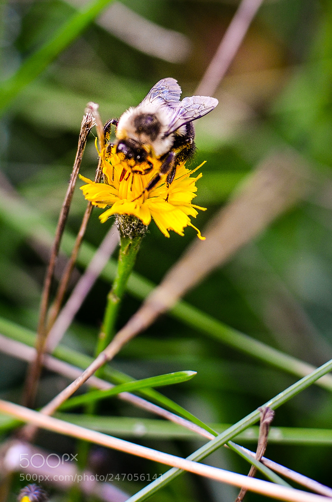 Nikon D5100 sample photo. Be photography