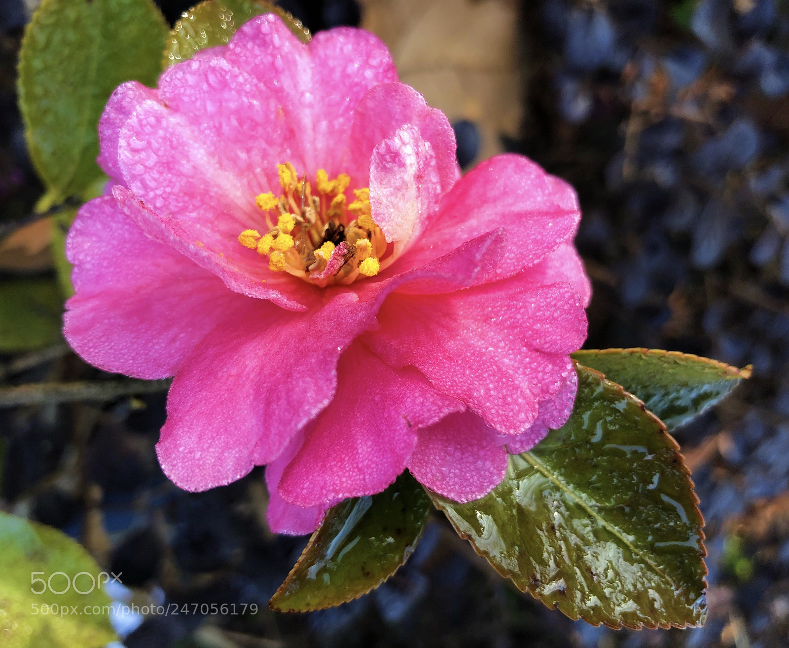 Apple iPhone X sample photo. 山茶花 photography