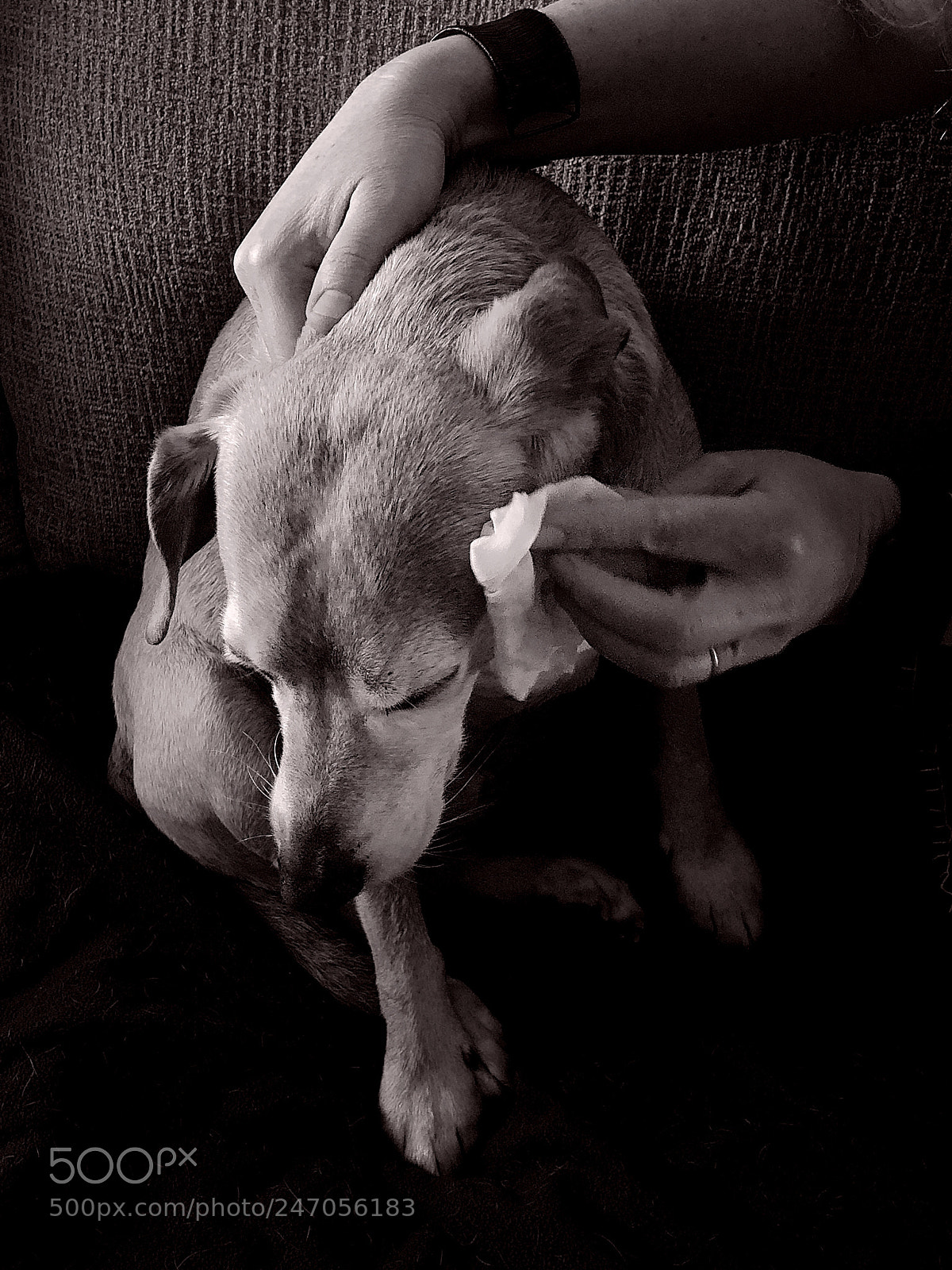 Apple iPhone X sample photo. My boy, my buddy photography