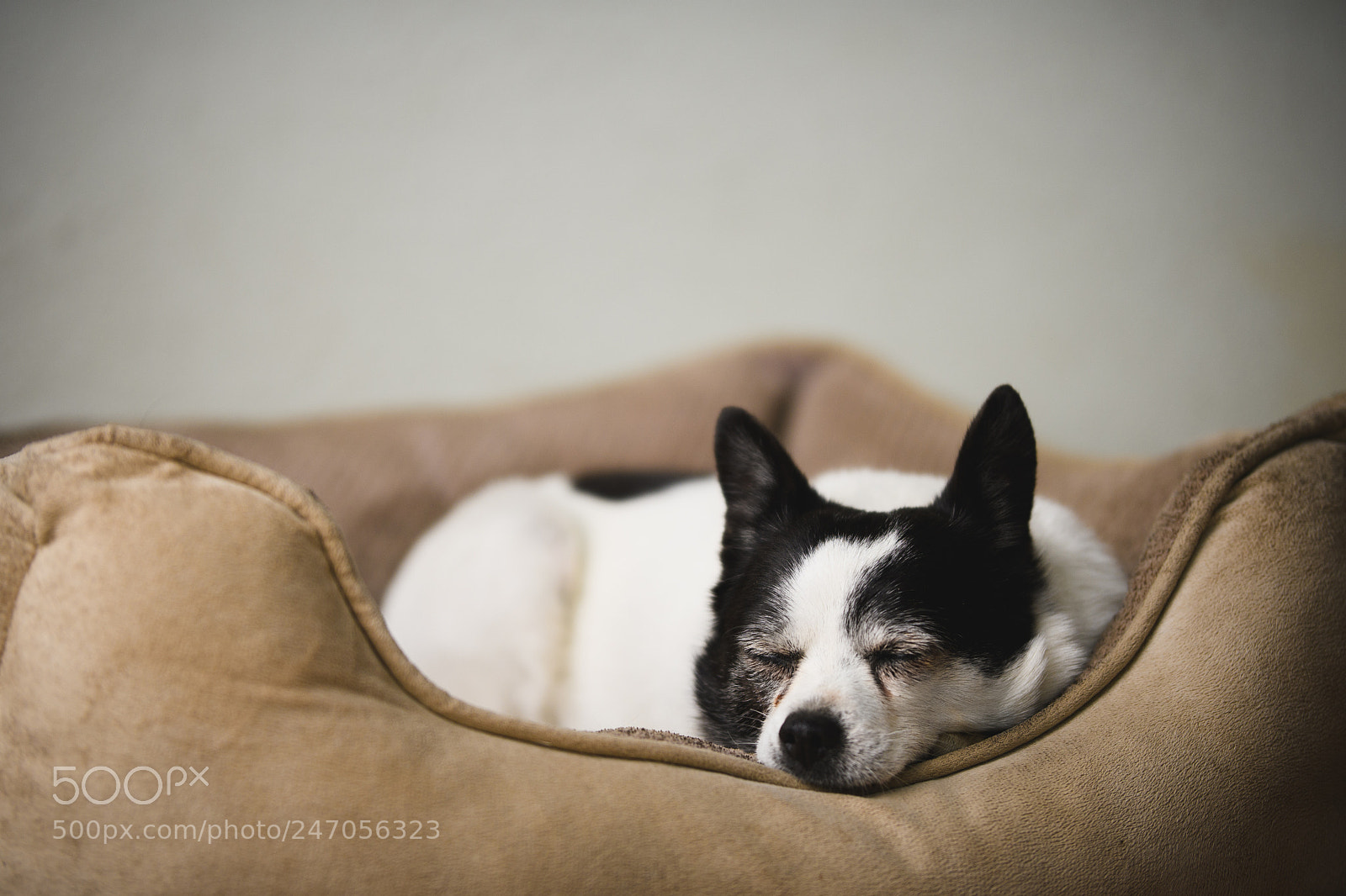 Nikon D500 sample photo. Peacefully asleep photography