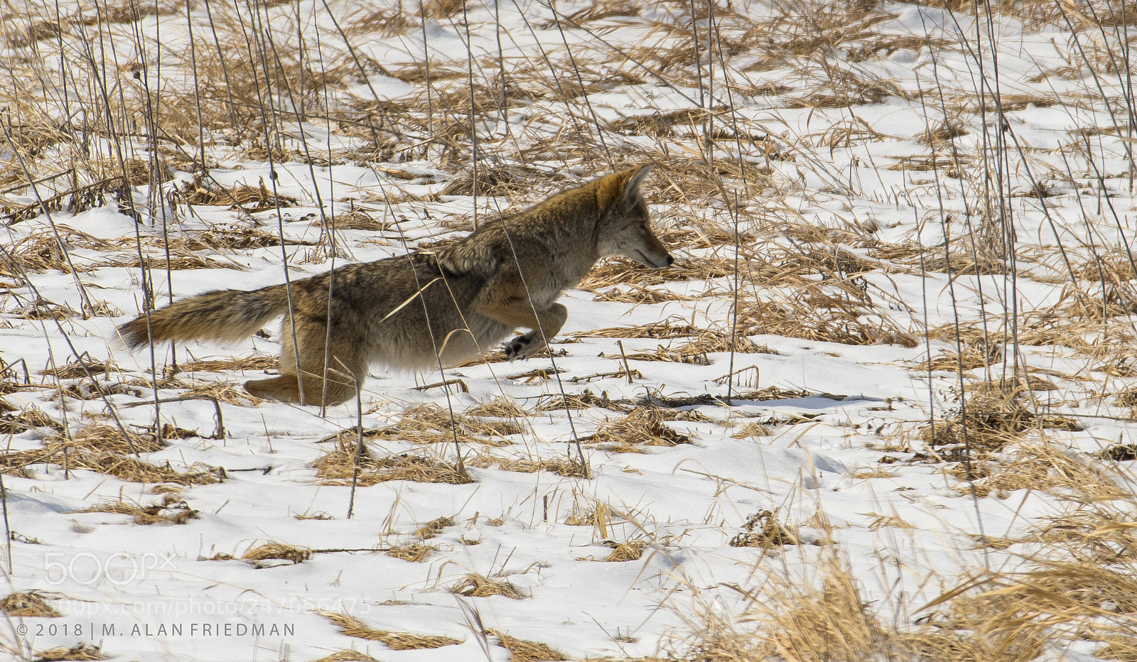 Nikon D500 sample photo. Coyote pouncing on her photography
