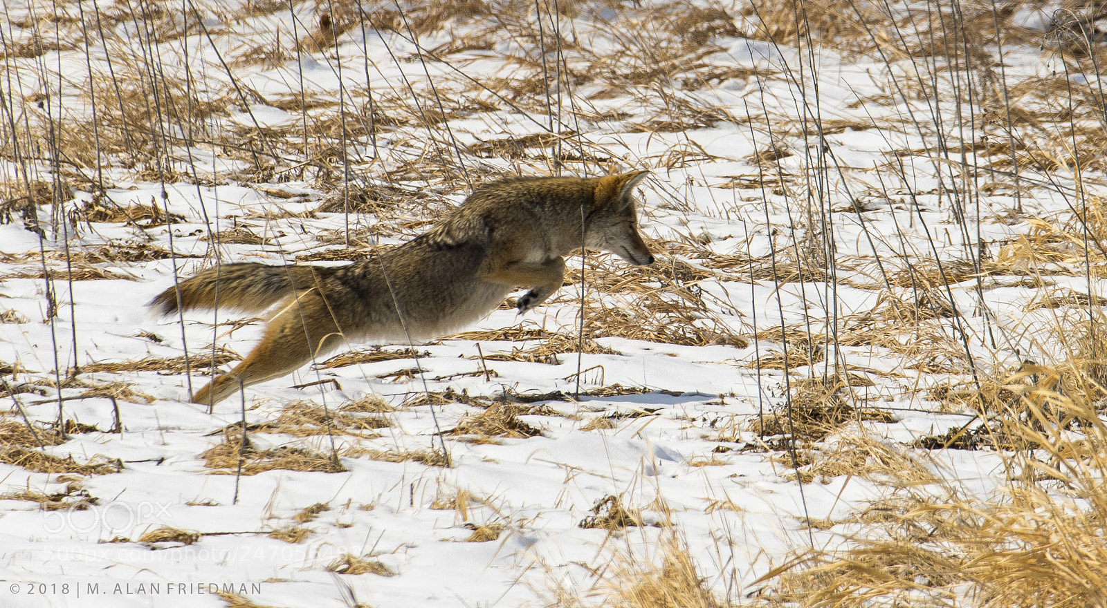 Nikon D500 sample photo. Coyote pouncing on her photography