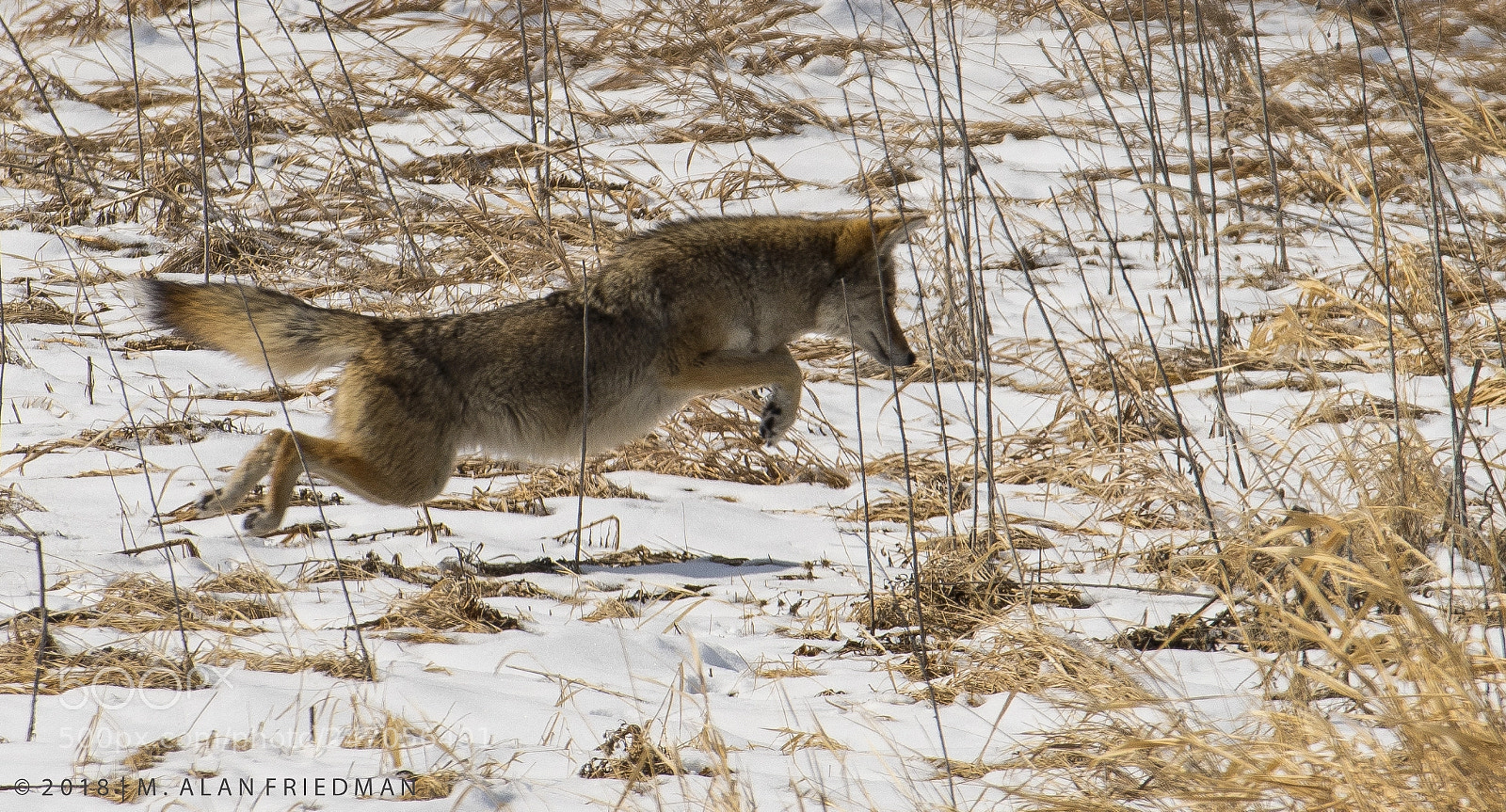 Nikon D500 sample photo. Coyote pouncing on her photography