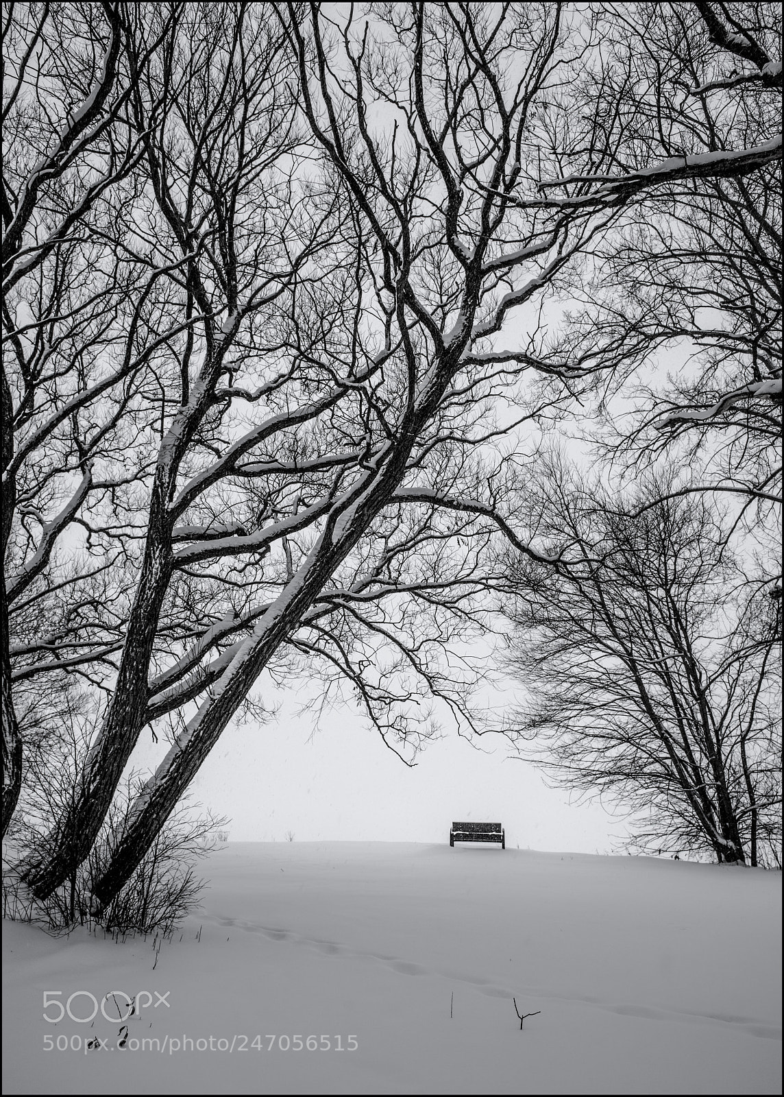 Nikon D810 sample photo. Winter solitude photography