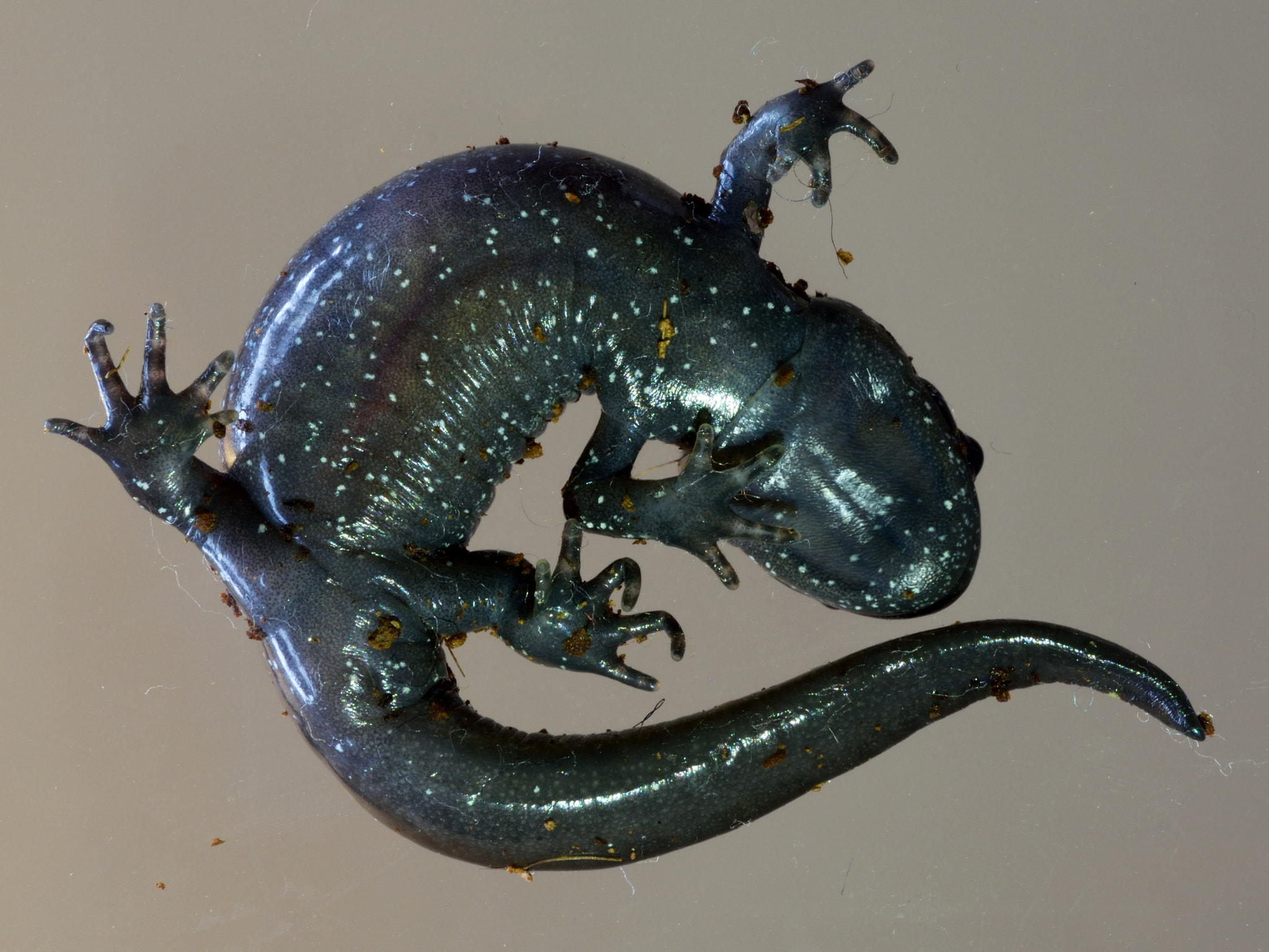 Nikon AF-S Micro-Nikkor 60mm F2.8G ED sample photo. Salamander from below photography