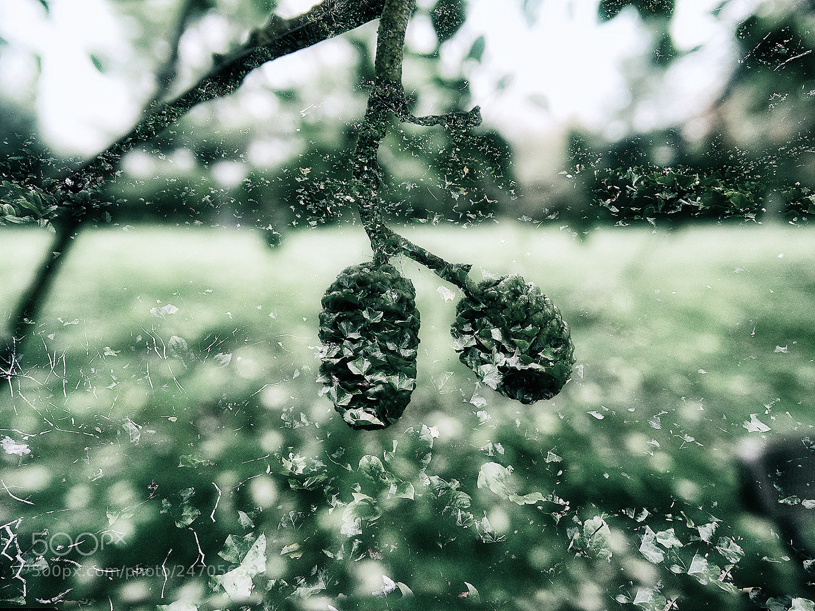 Sony Cyber-shot DSC-HX300 sample photo. Germination photography