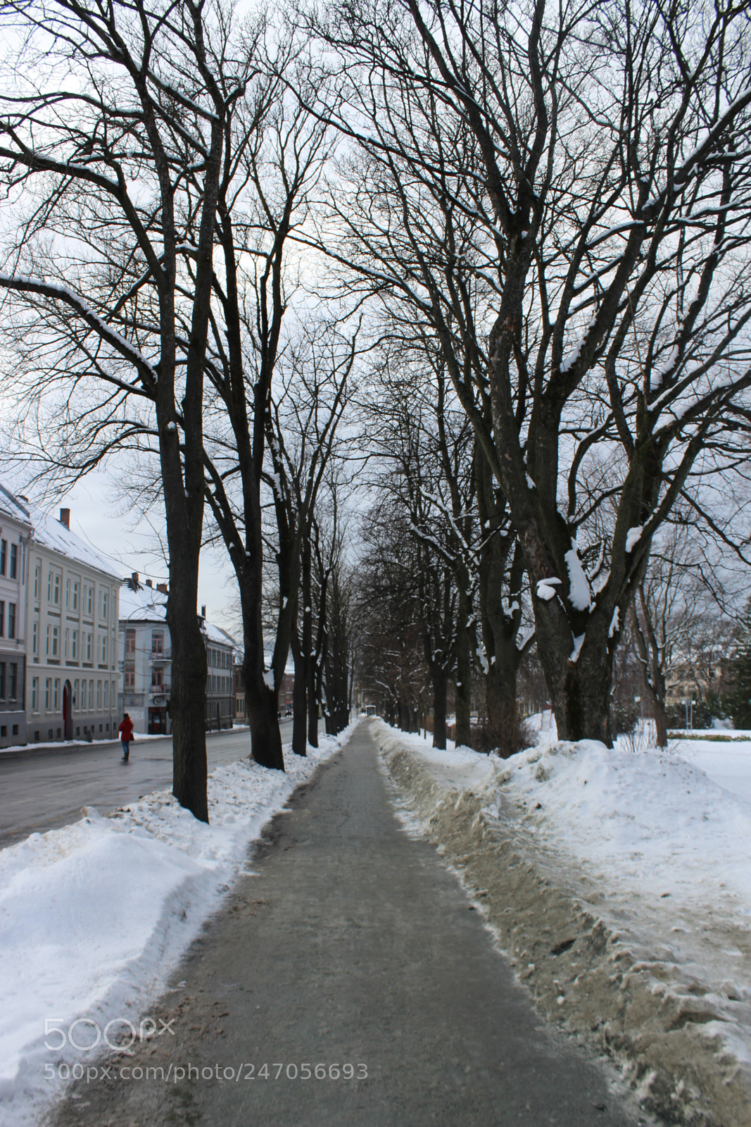 Canon EF-S 18-55mm F3.5-5.6 III sample photo. Winter trees photography