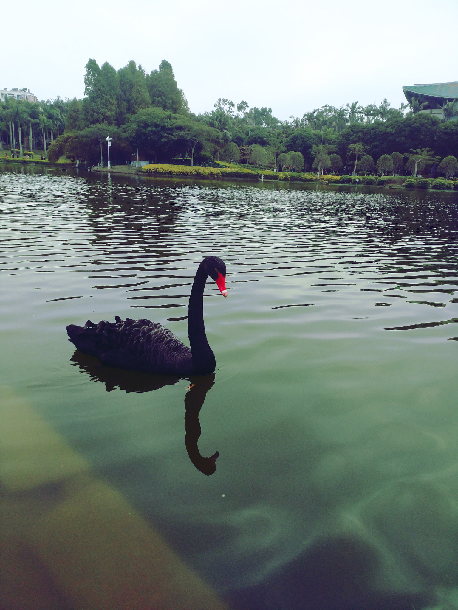 Xiaomi MI 5s Plus sample photo. 厦门大学——芙蓉湖 photography