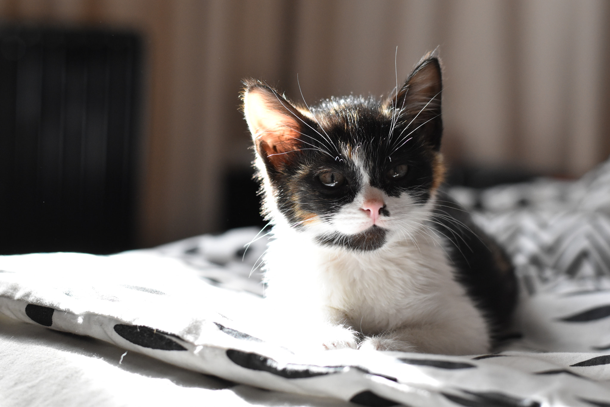 Nikon D5600 + Nikon AF-S Nikkor 50mm F1.8G sample photo. Siri, the cute calico cat photography