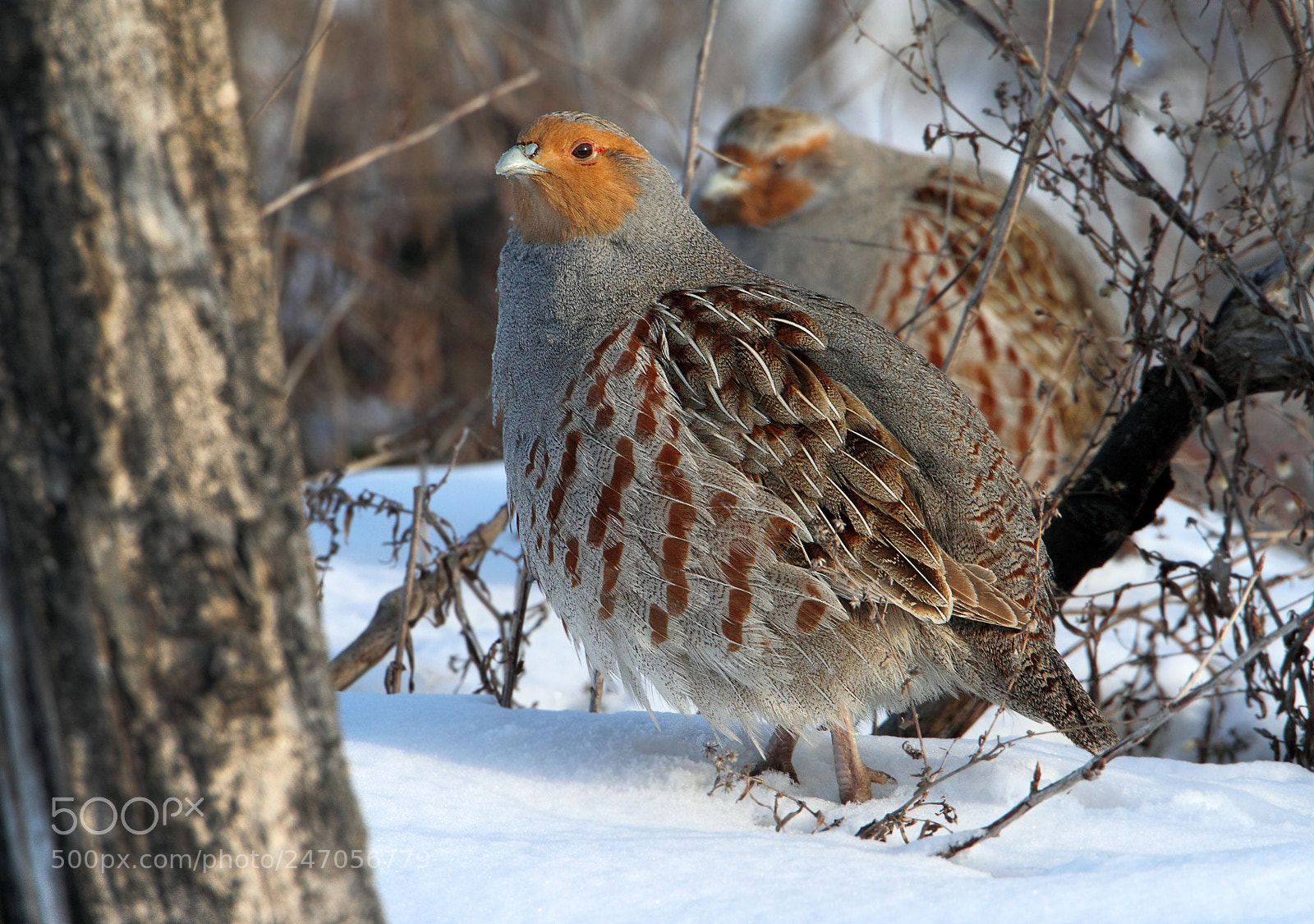 Canon EOS 7D sample photo. Grey partridge photography