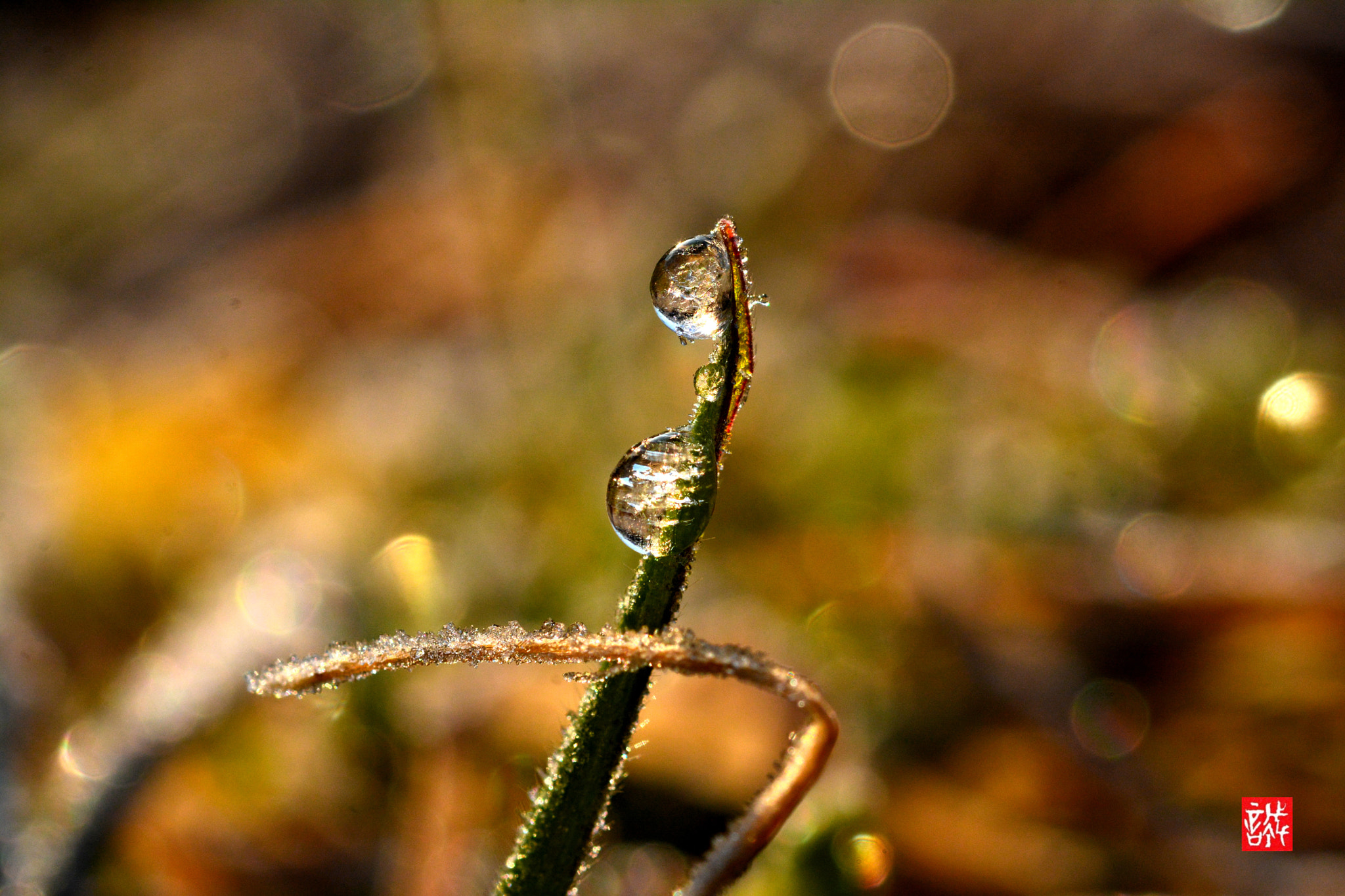 Nikon AF-S Micro-Nikkor 60mm F2.8G ED sample photo. Morning dew ice 0220 photography