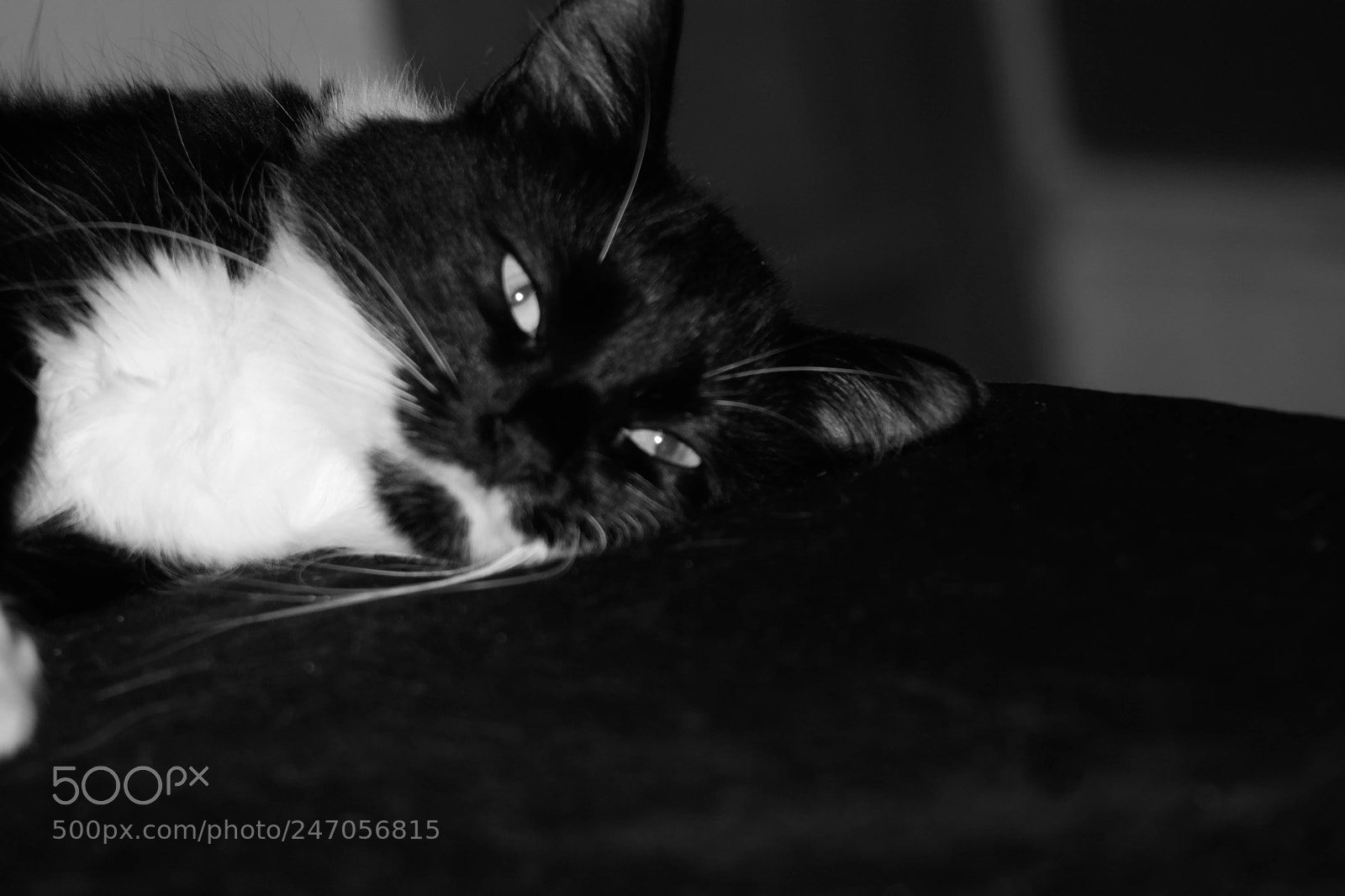 Canon EOS 450D (EOS Rebel XSi / EOS Kiss X2) sample photo. Black and white pet photography