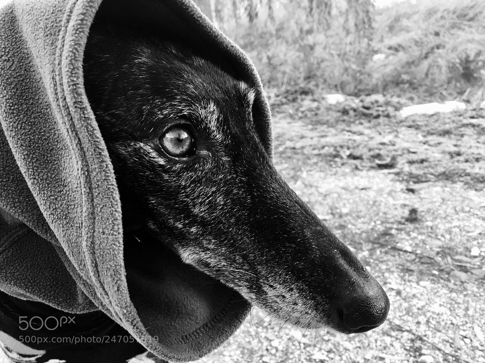 Apple iPhone 6s Plus sample photo. Galgo feliz photography