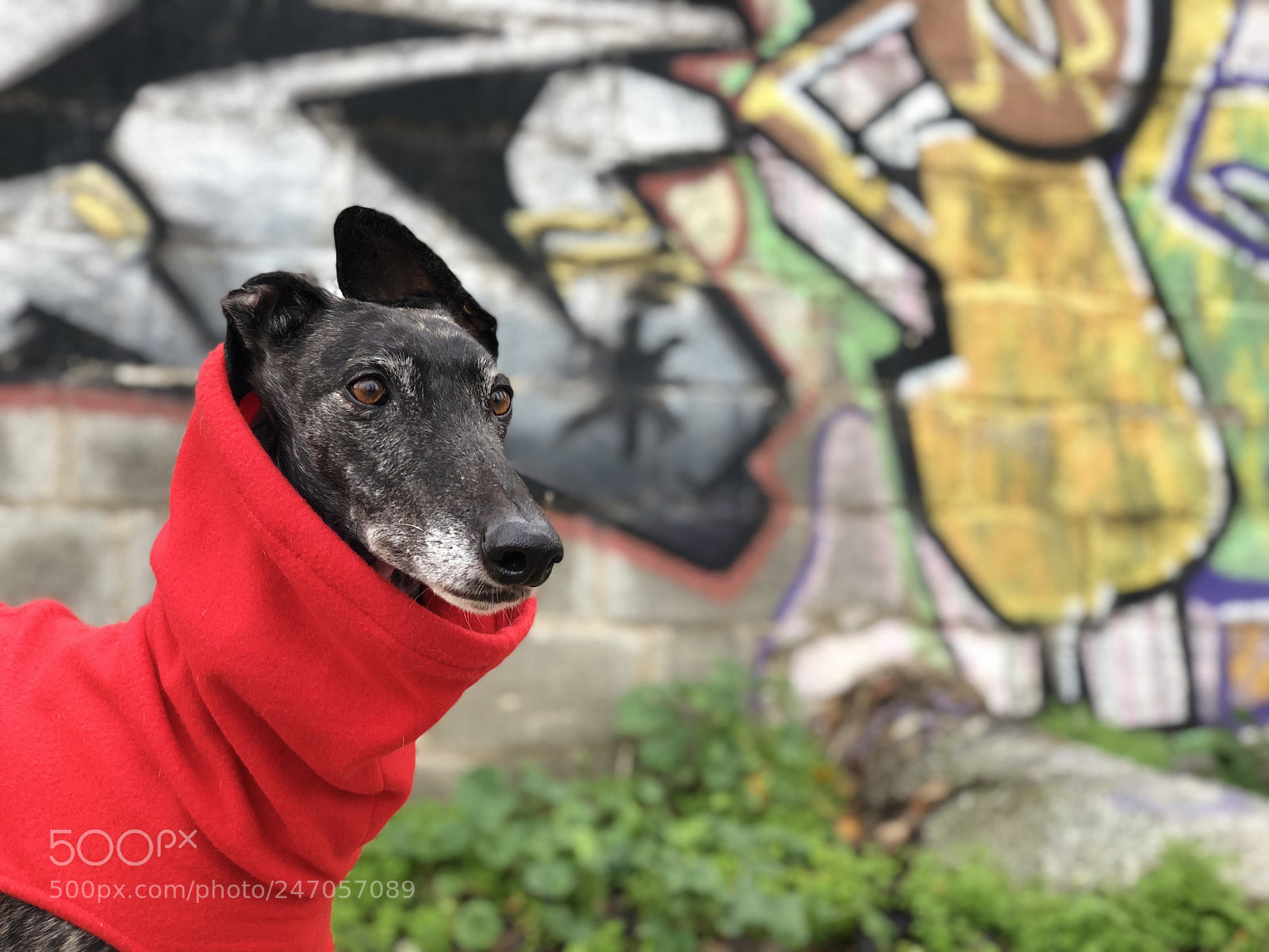 Apple iPhone X sample photo. Galgo feliz photography