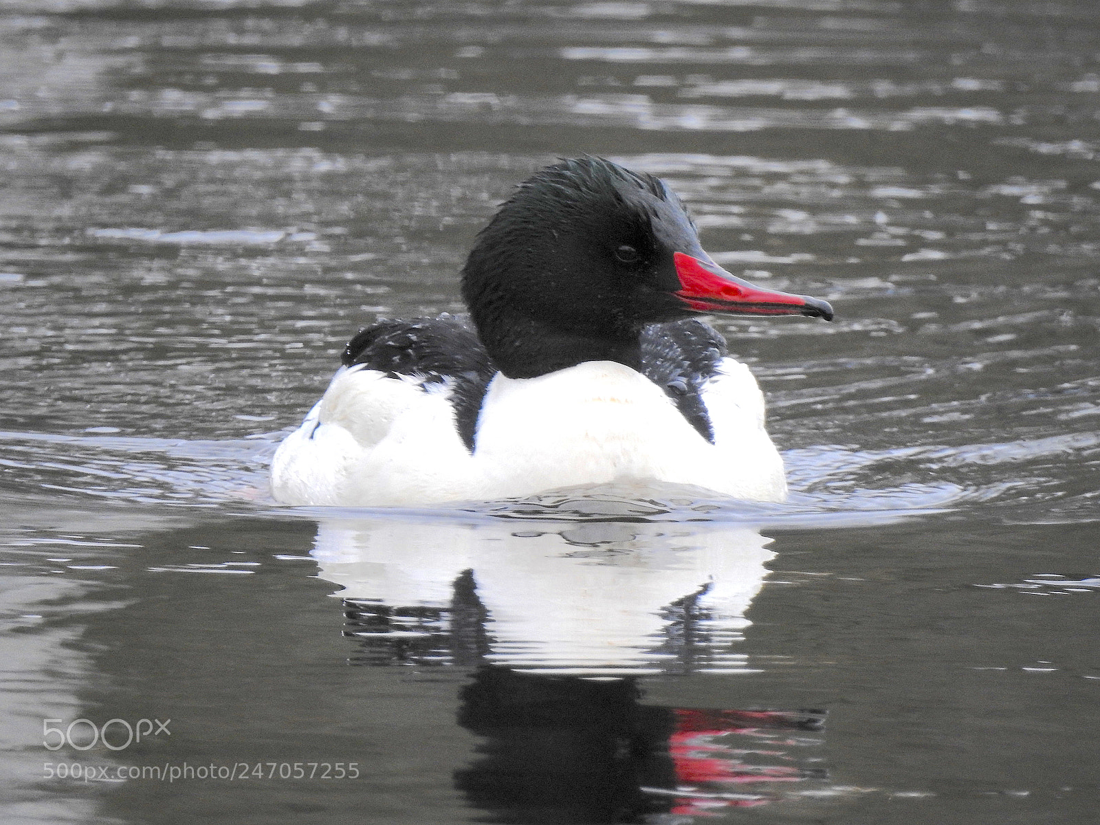 Nikon Coolpix P900 sample photo. Common merganser photography