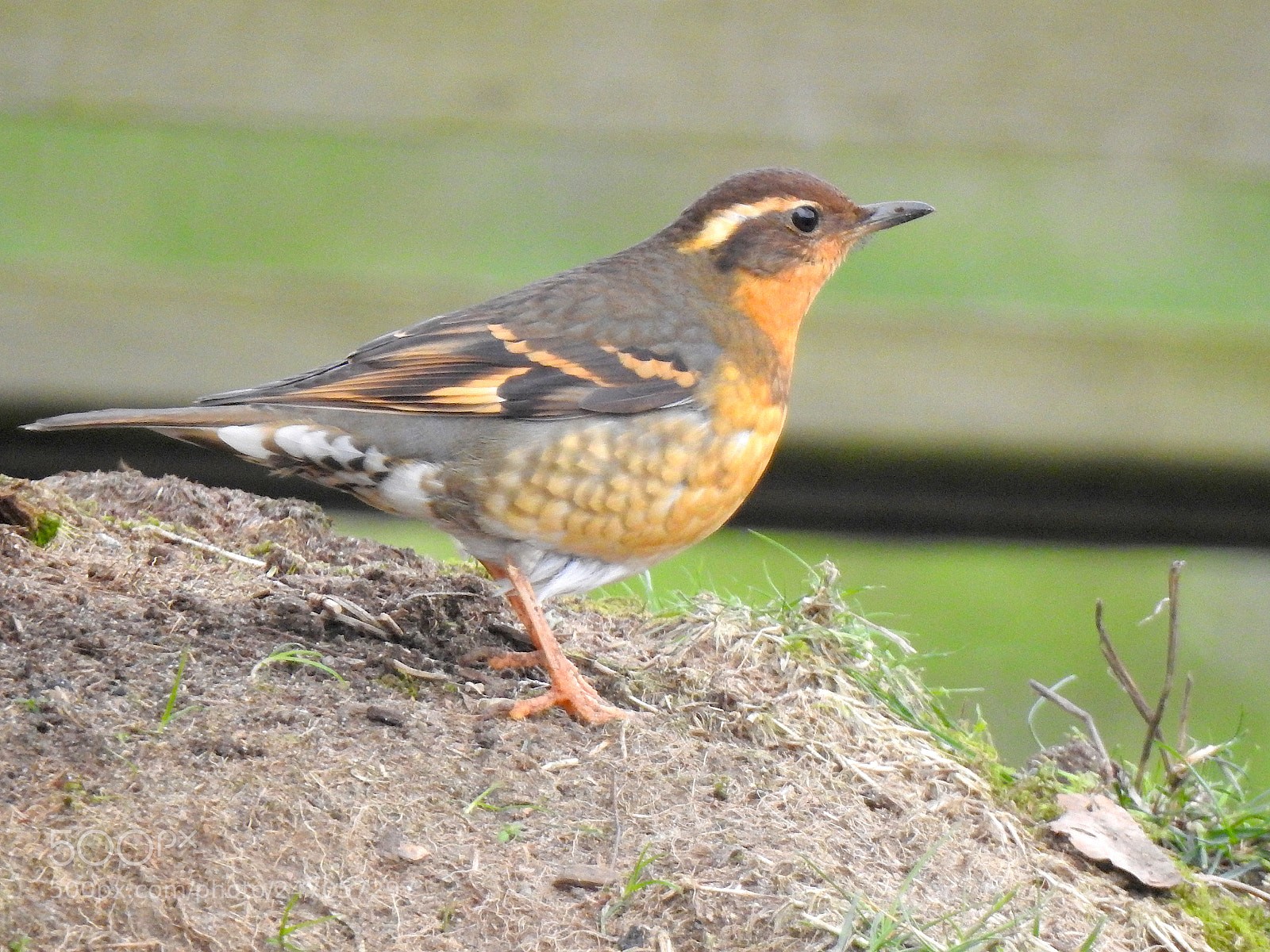 Nikon Coolpix P900 sample photo. Varied thrush photography