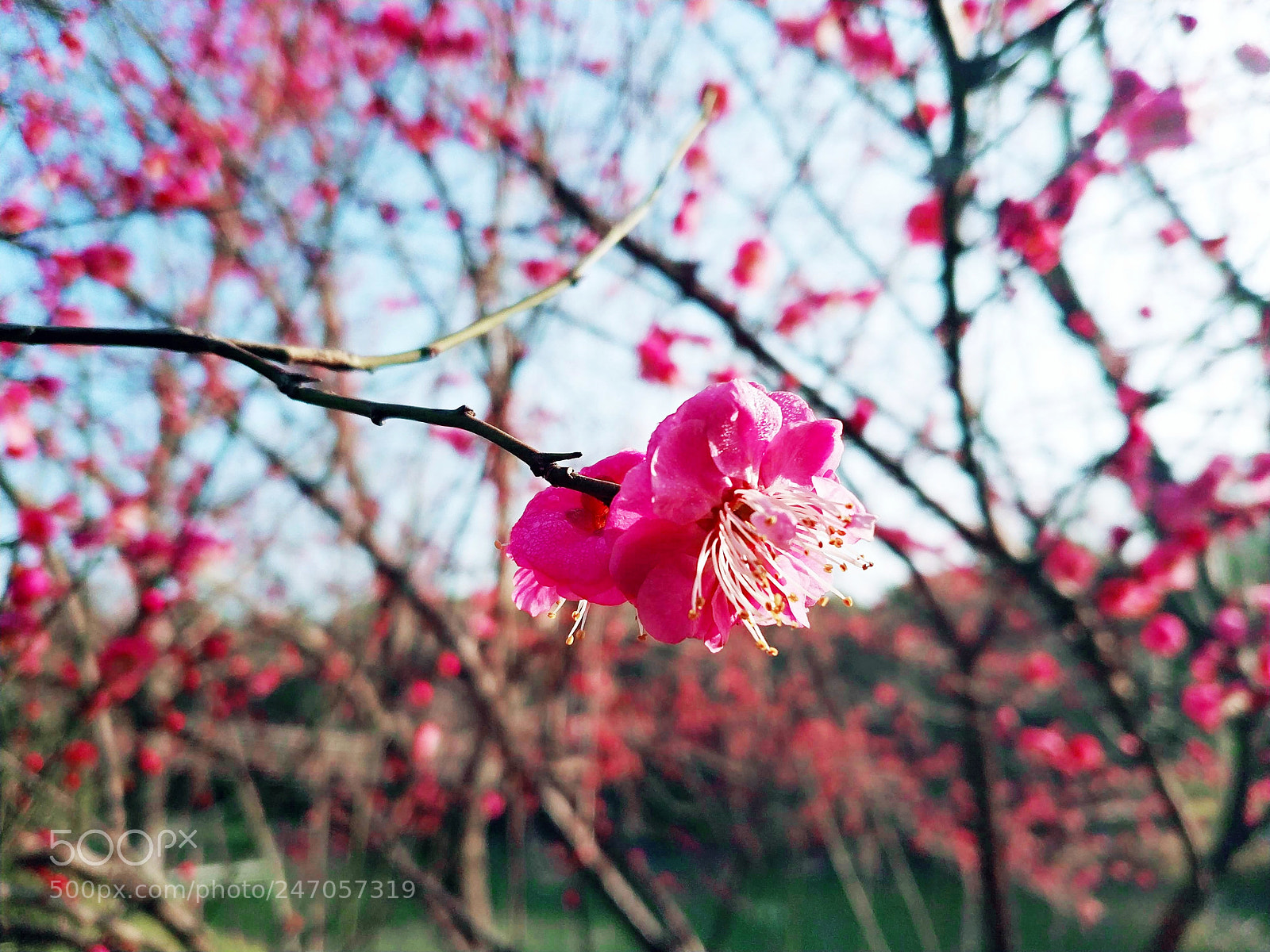 Xiaomi MIX 2 sample photo. Red plum blossom, 1 photography