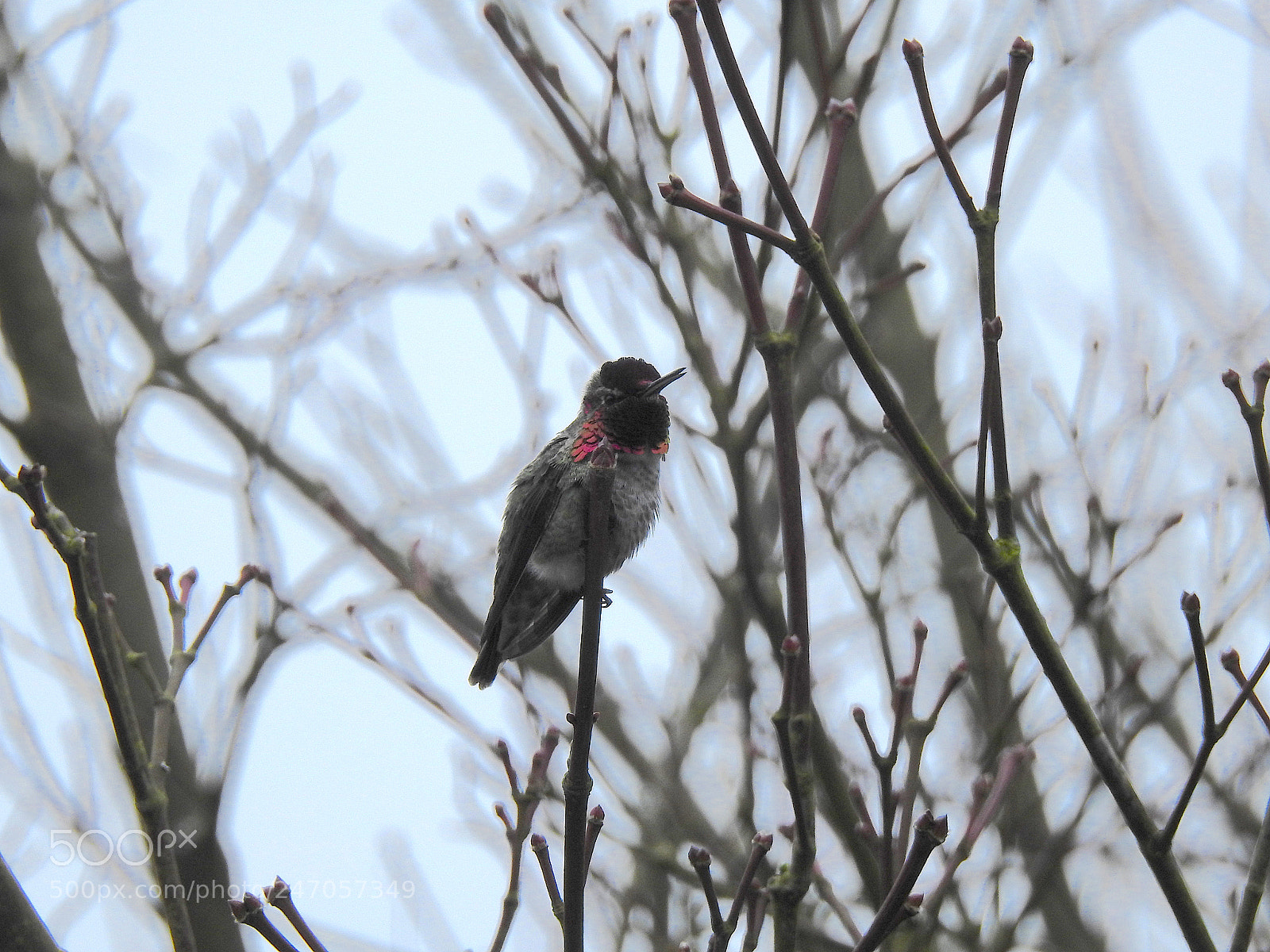 Nikon Coolpix P900 sample photo. Anna's hummingbird photography