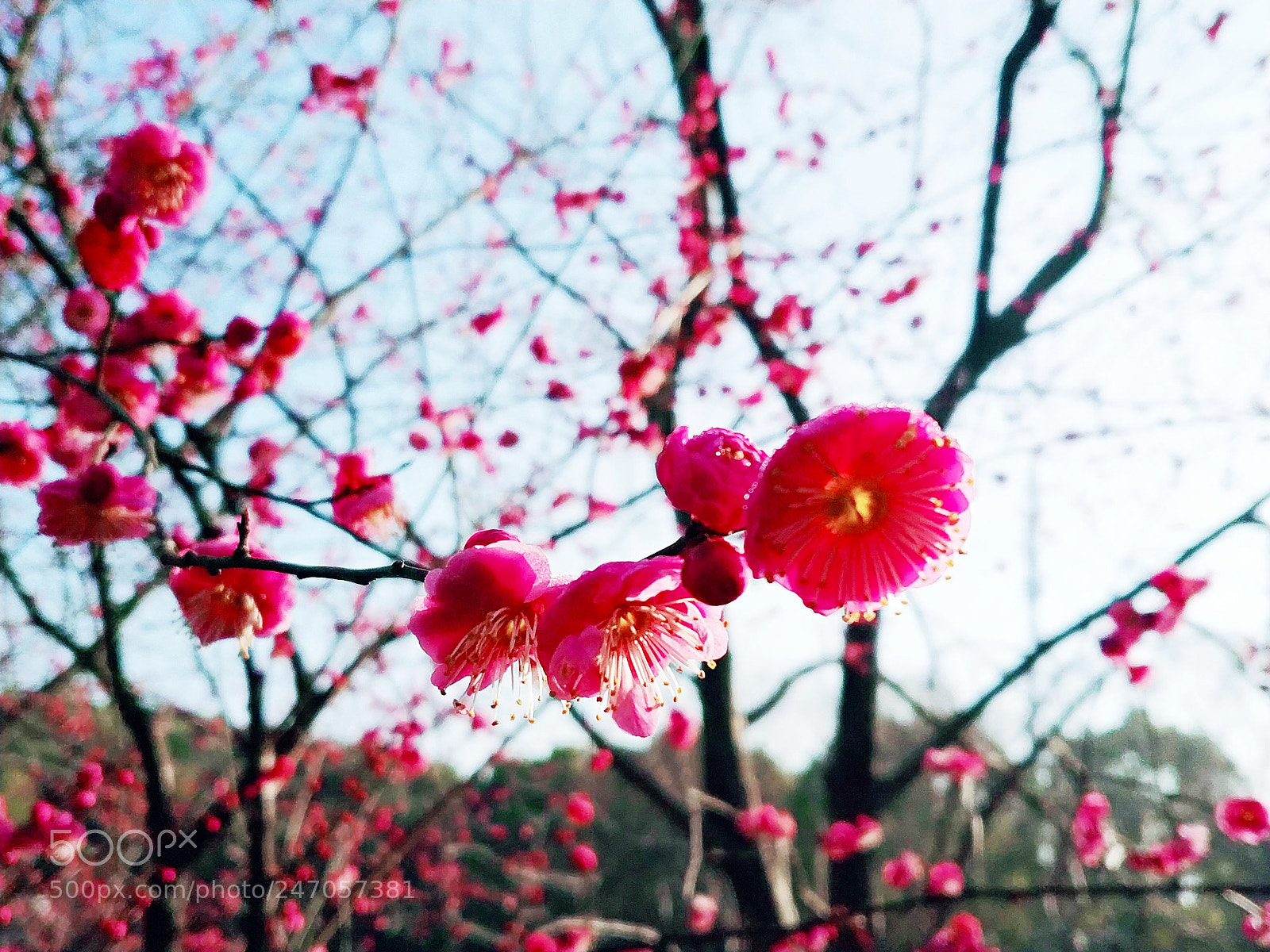 Xiaomi MIX 2 sample photo. Red plum blossom, 2 photography