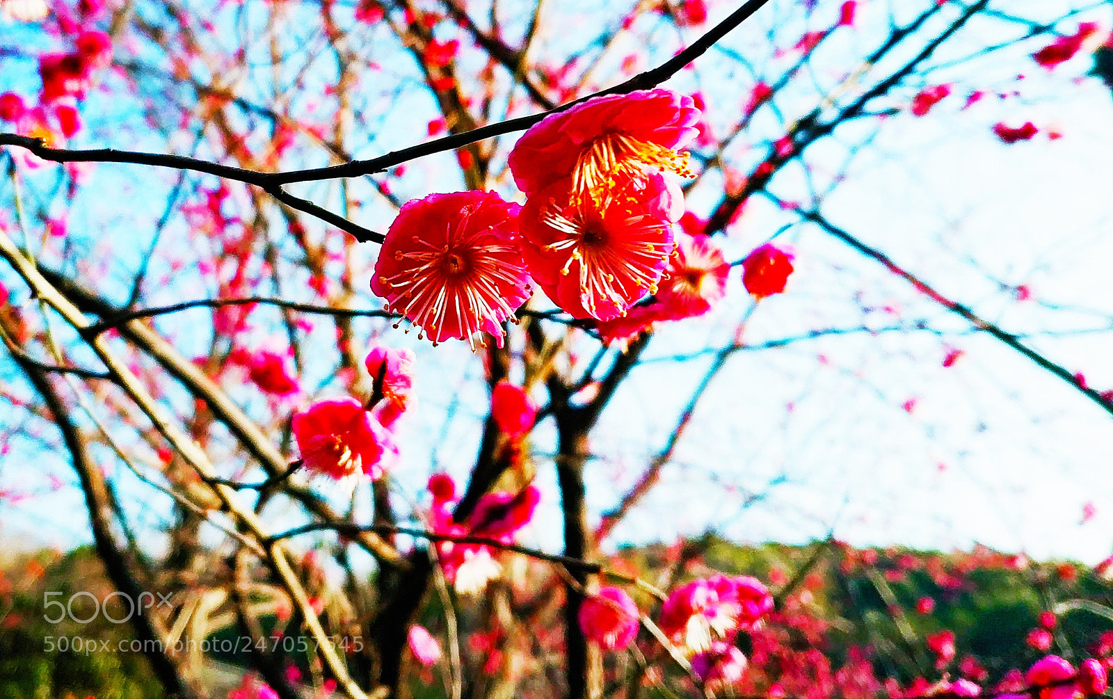 Xiaomi MIX 2 sample photo. Red plum blossom, 4 photography