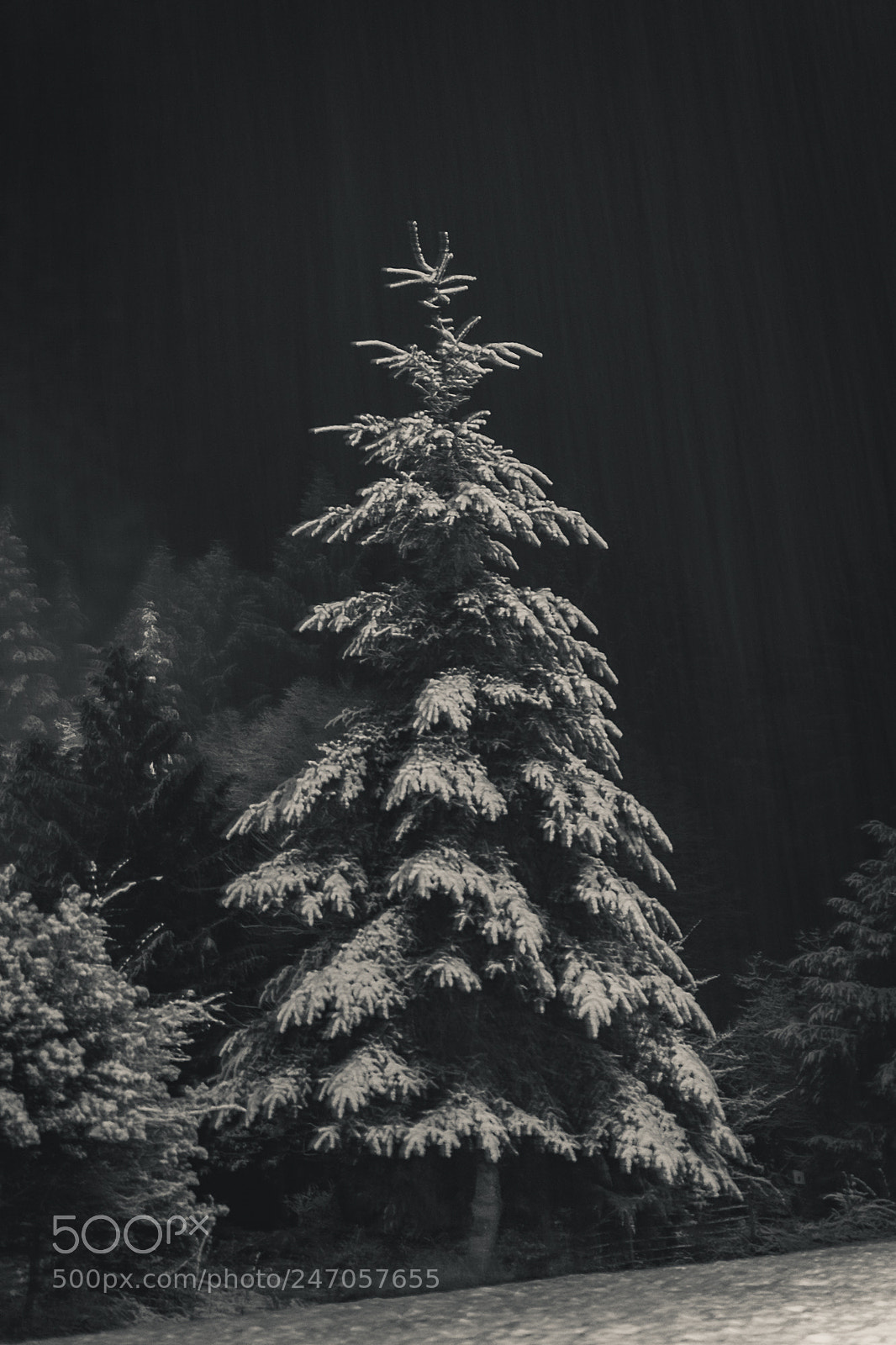 Nikon D7200 sample photo. Winter photography