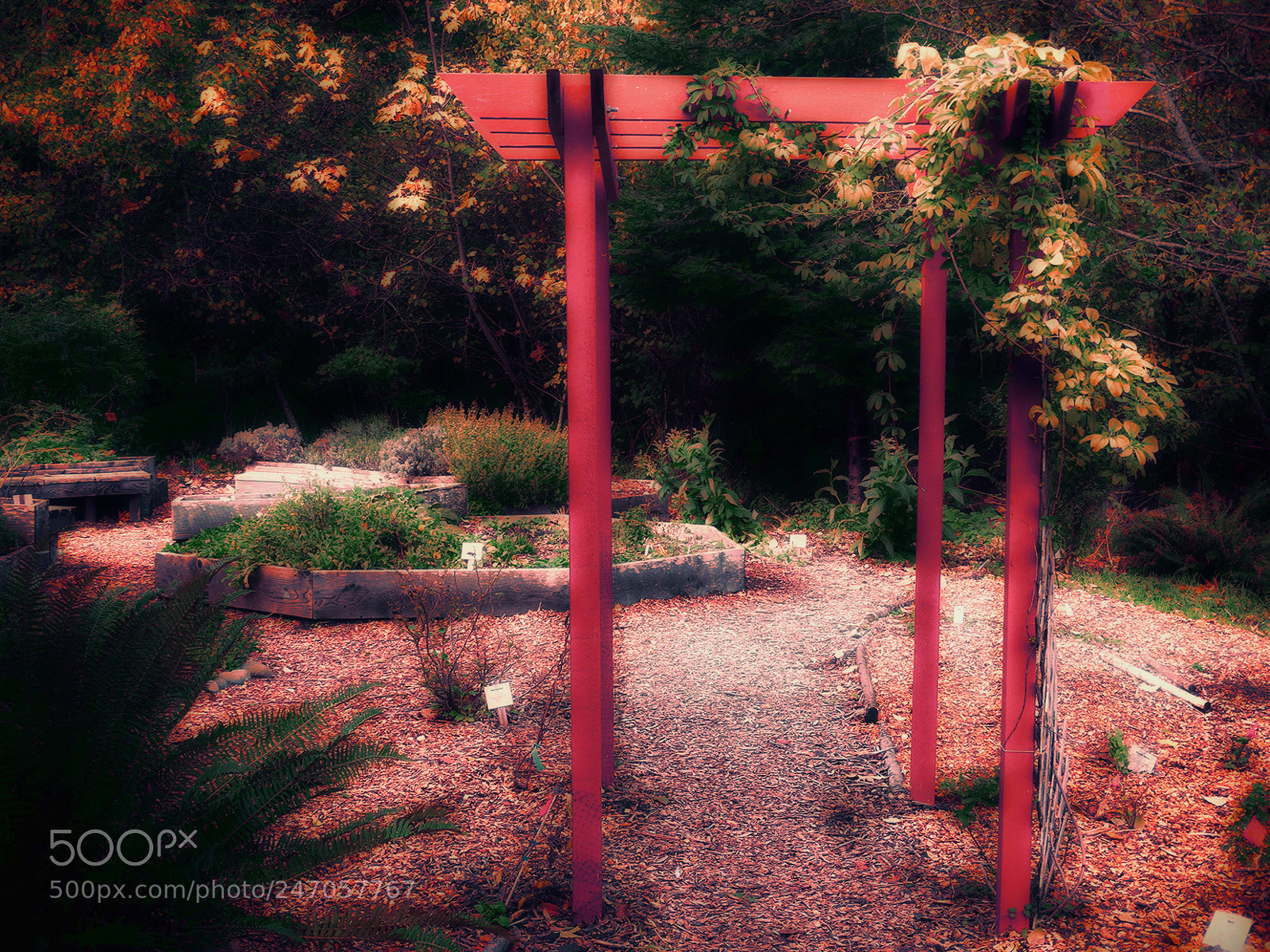 Sony Cyber-shot DSC-HX300 sample photo. Secret gardens of evergreen photography
