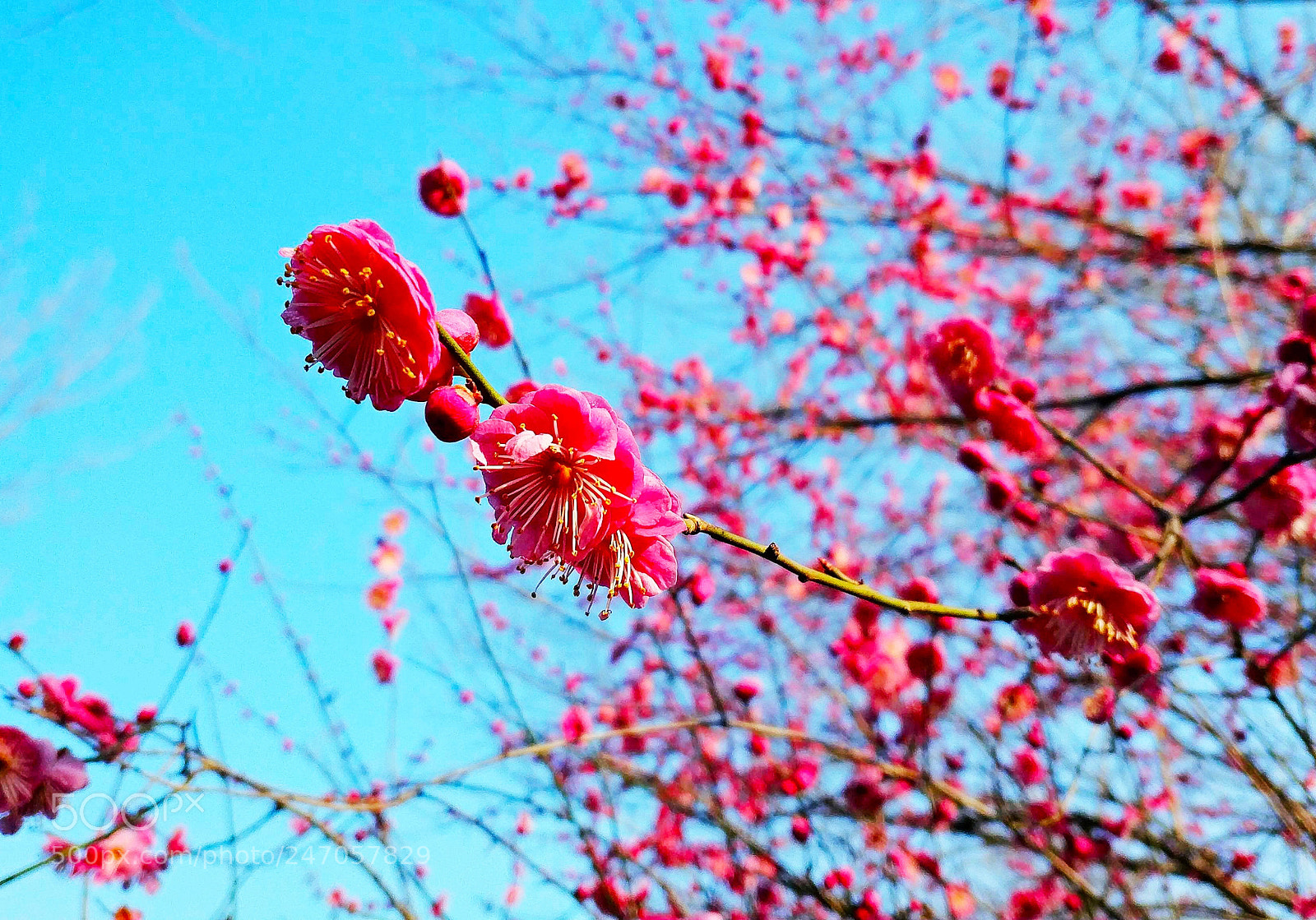 Xiaomi MIX 2 sample photo. Red plum blossom, 3 photography
