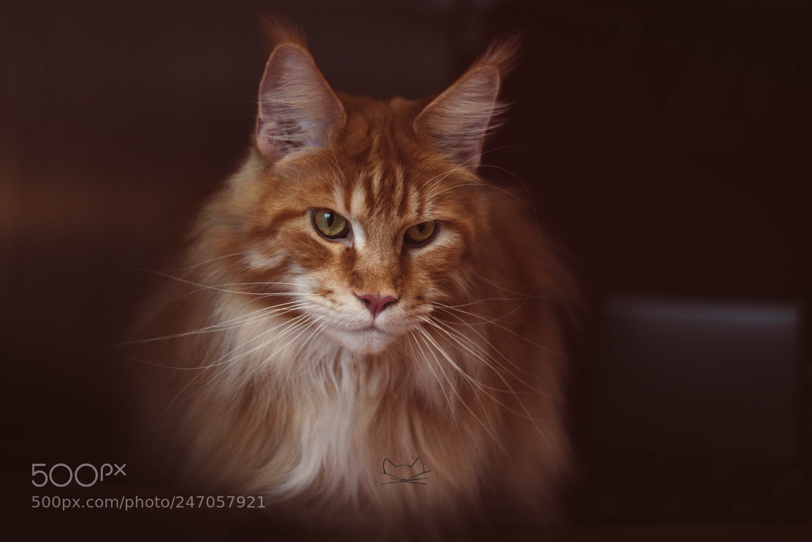 Canon EOS 1300D (EOS Rebel T6 / EOS Kiss X80) sample photo. Maine coon cat photography