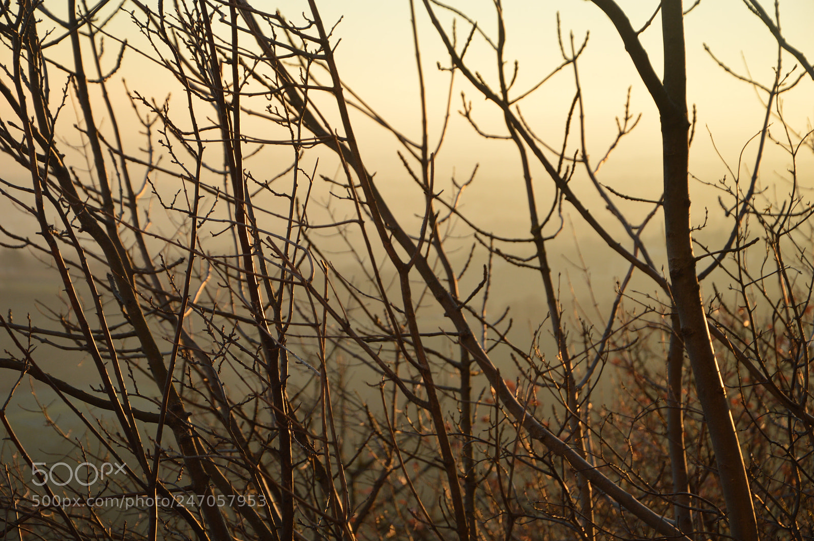 Nikon D3200 sample photo. Sunset through branches photography