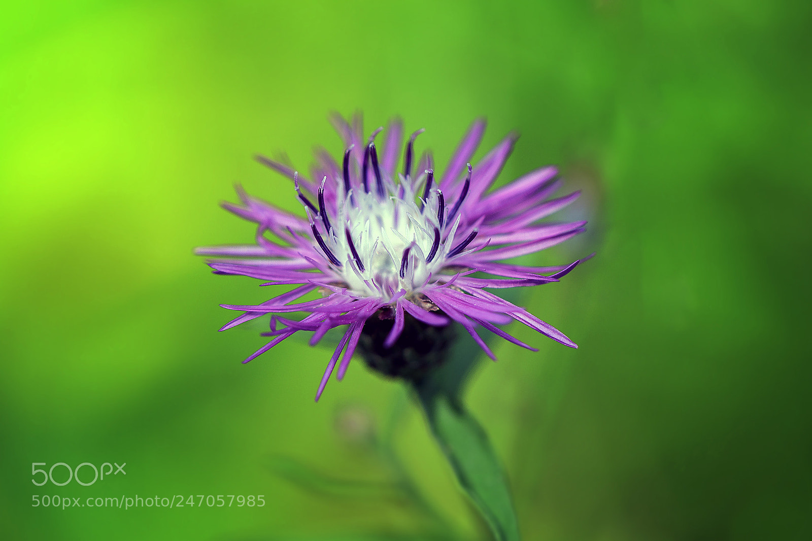 Canon EOS 7D Mark II sample photo. Green and purple photography