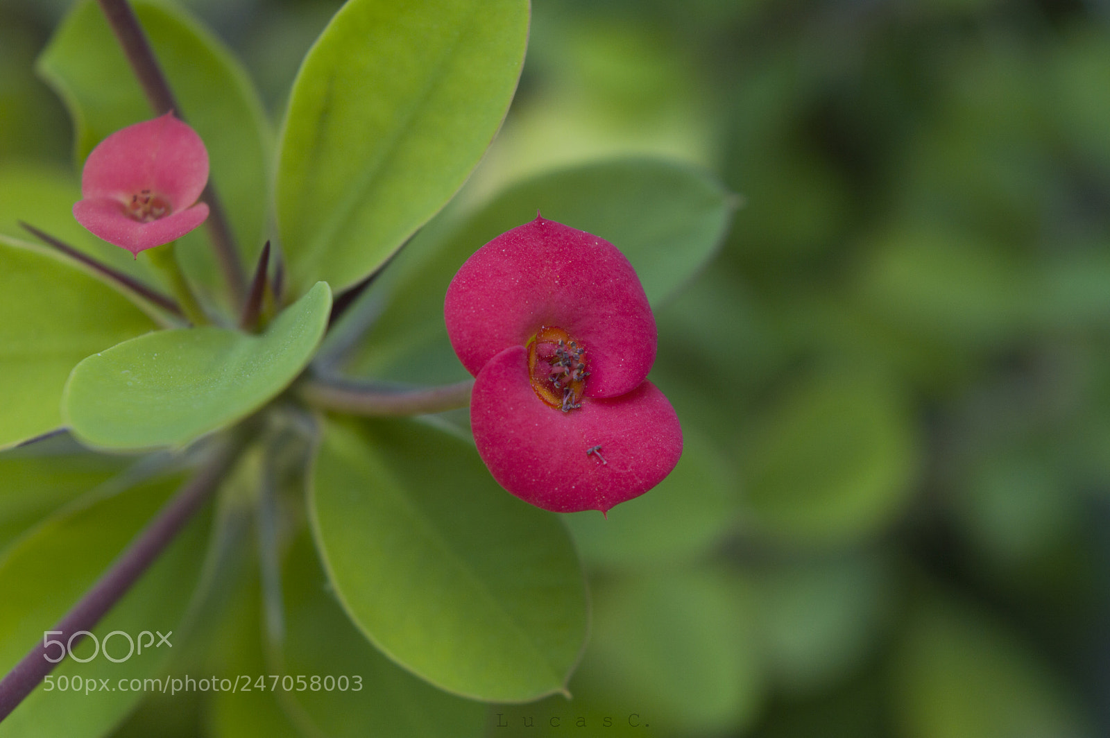 Nikon D3200 sample photo. Macro world photography