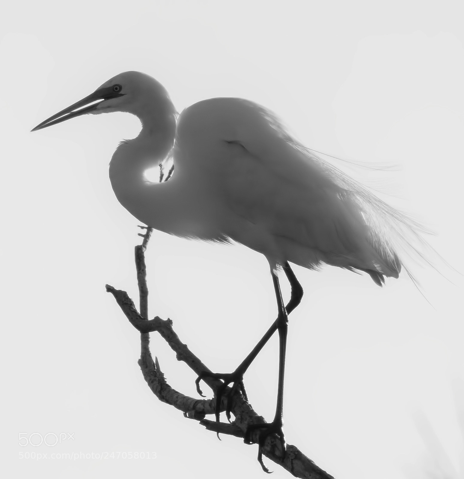 Nikon D7200 sample photo. Great white heron photography