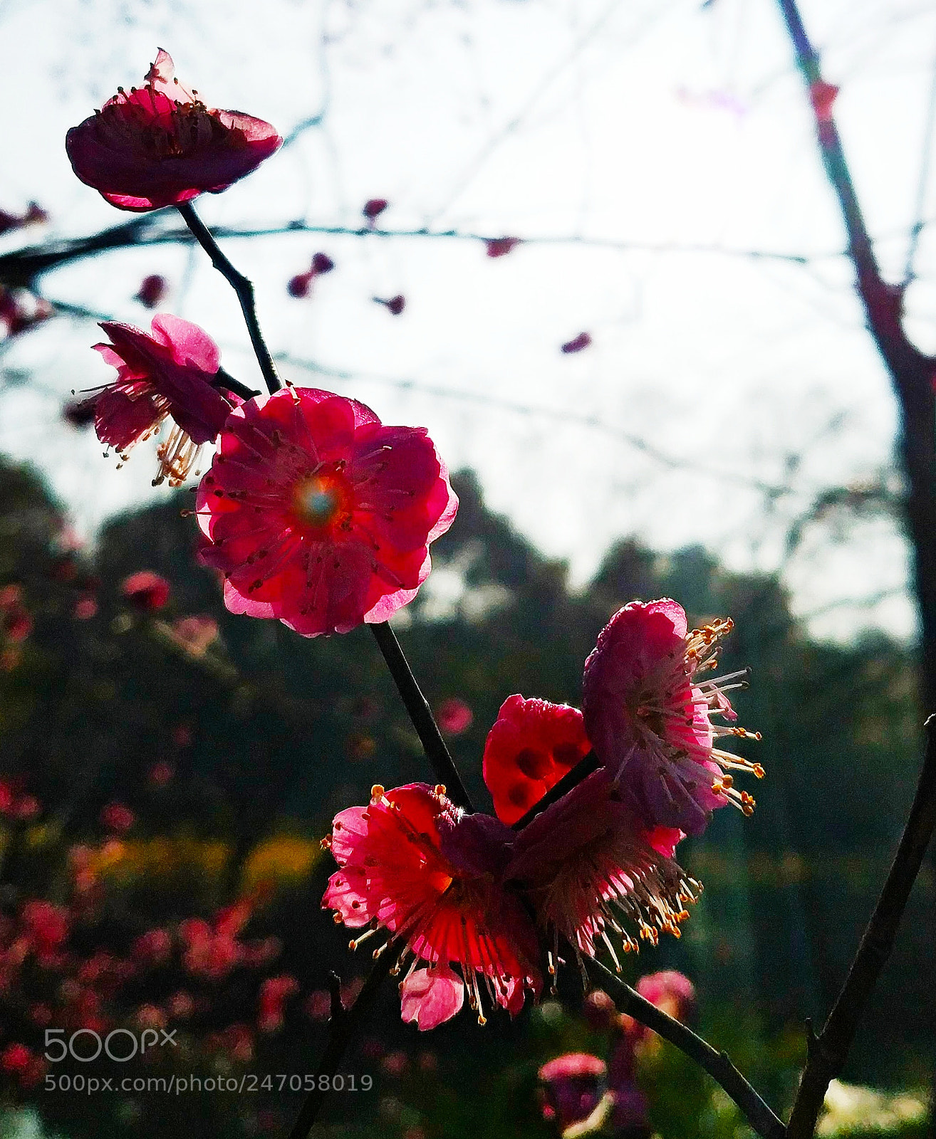Xiaomi MIX 2 sample photo. Red plum blossom, 5 photography