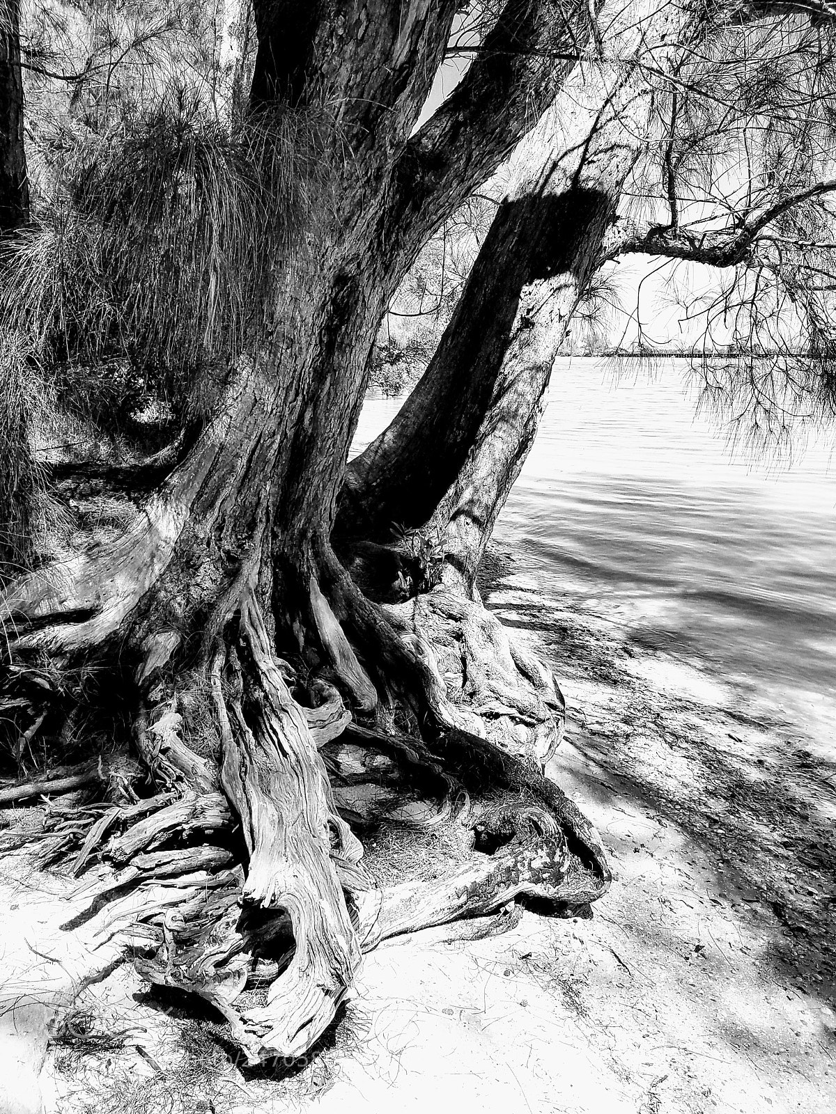 Samsung Galaxy S7 Edge sample photo. Seaside black white tree photography
