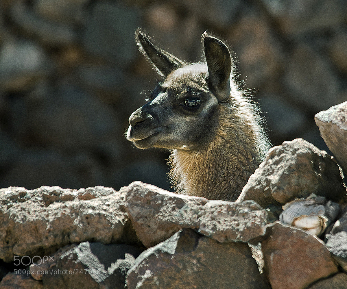 Nikon D300 sample photo. Llama (lama glama) photography