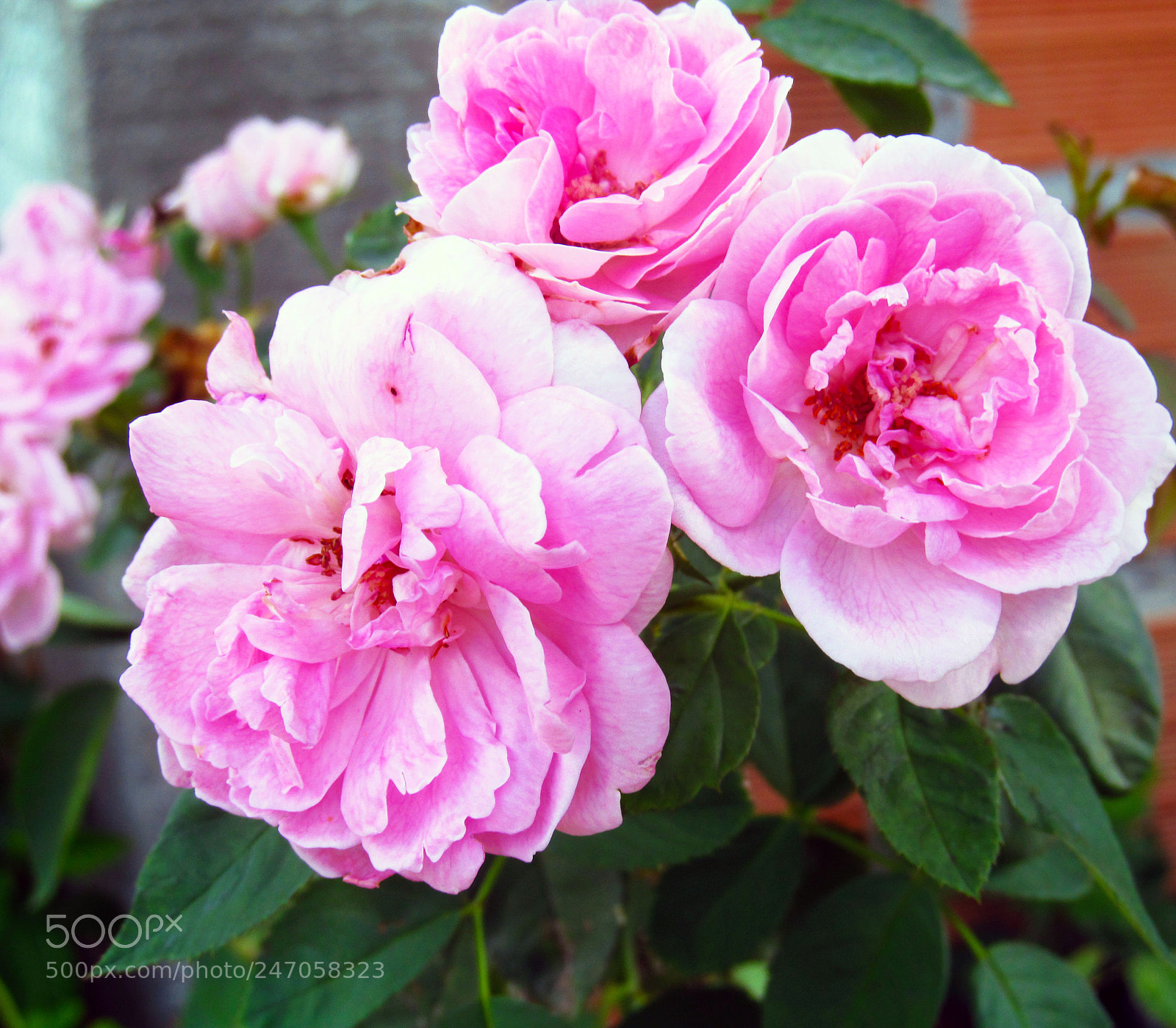 Canon PowerShot SX150 IS sample photo. Pink roses photography