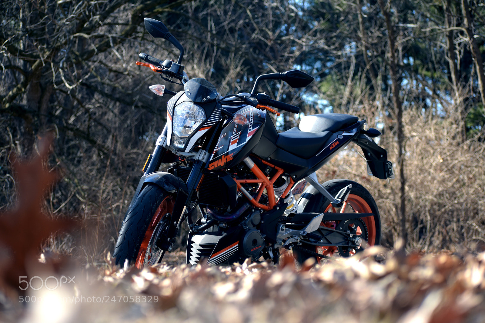 Nikon D3400 sample photo. Demon in the leaves photography