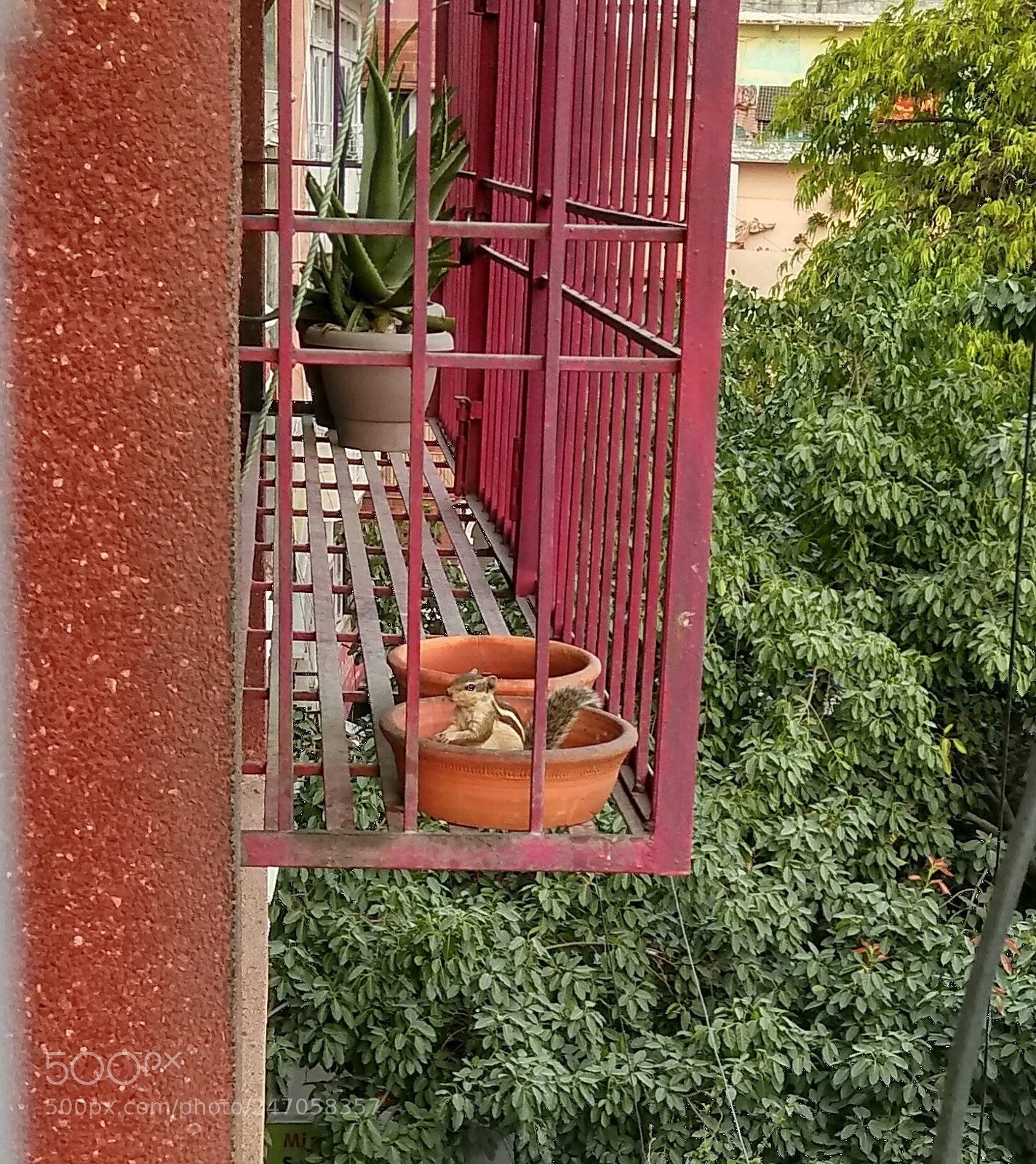 Xiaomi Redmi Note 4 sample photo. A squirrel starring towards photography